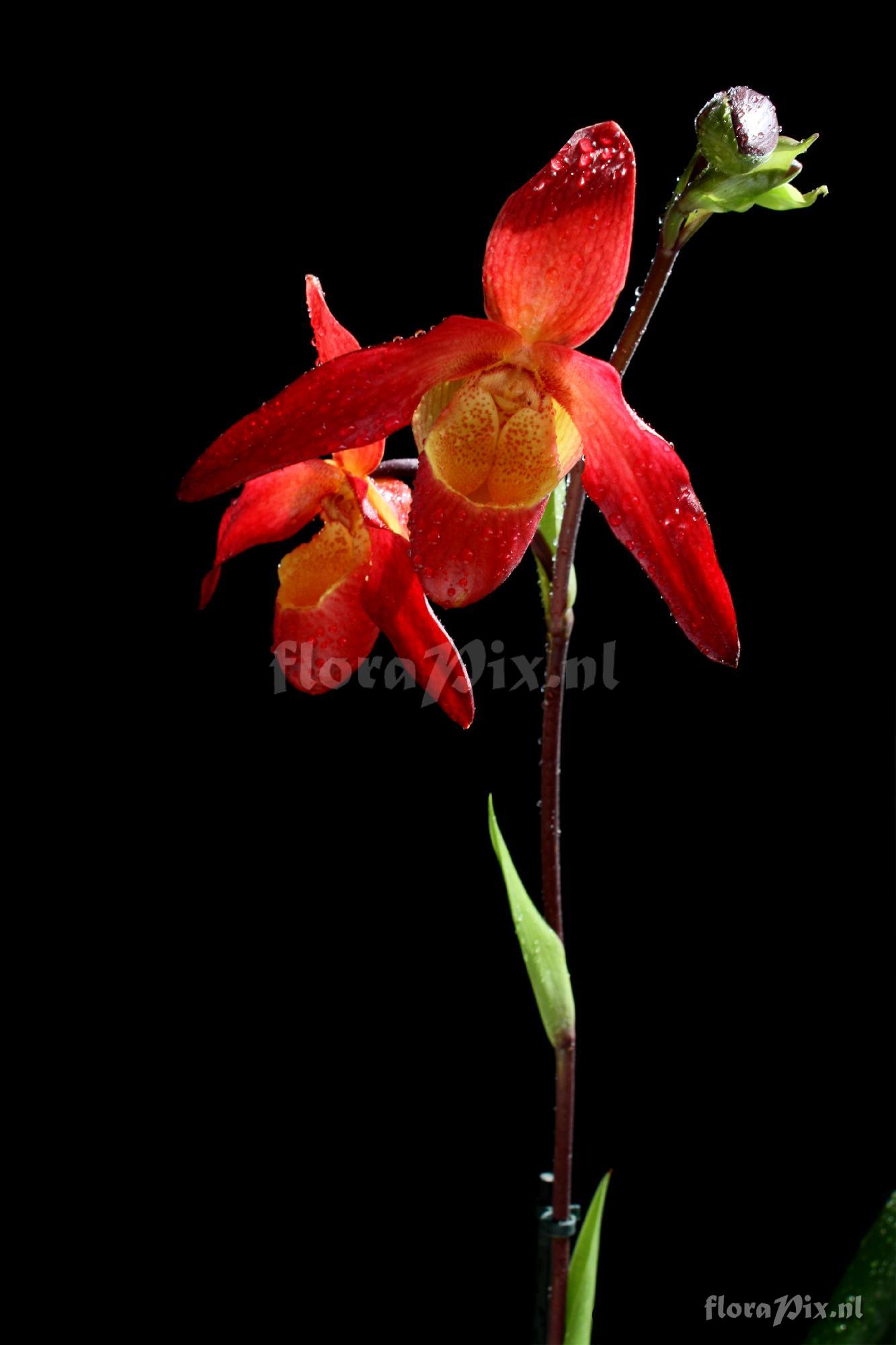 Phragmipedium Living Fire ( Sorcerers apprentice x