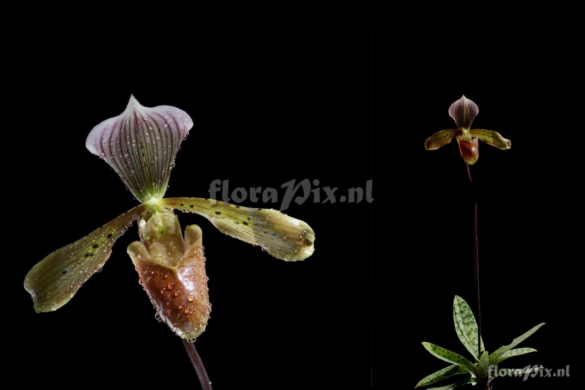 Paphiopedilum tonsum (Rchb. f.) Pfitzer 1895