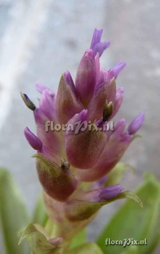 Tillandsia biflora