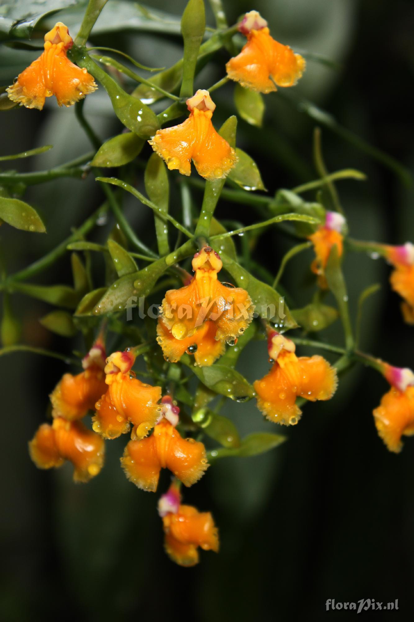 Epidendrum pseudepidendrum Rchb. f. 1856