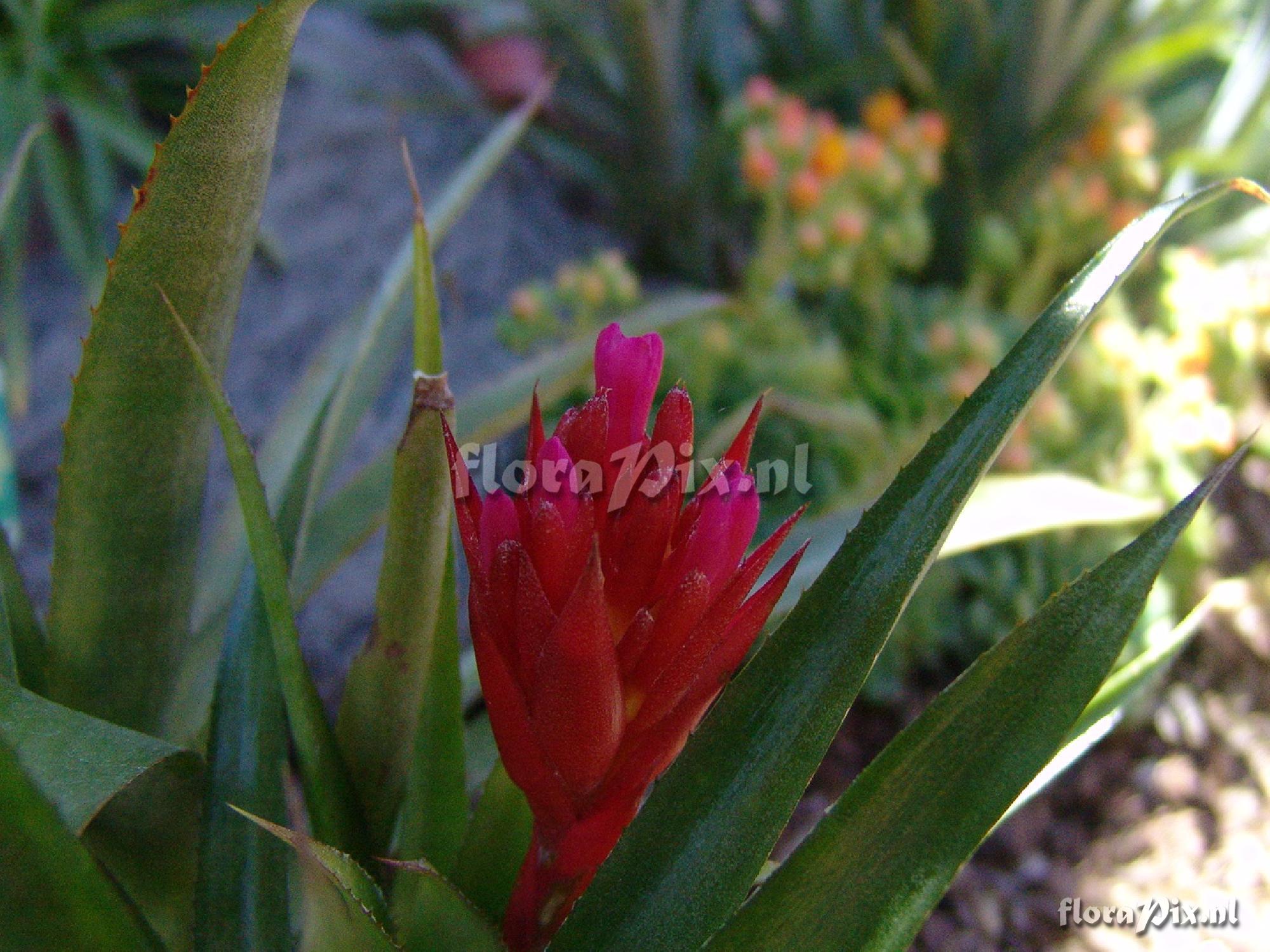 Aechmea hybrid