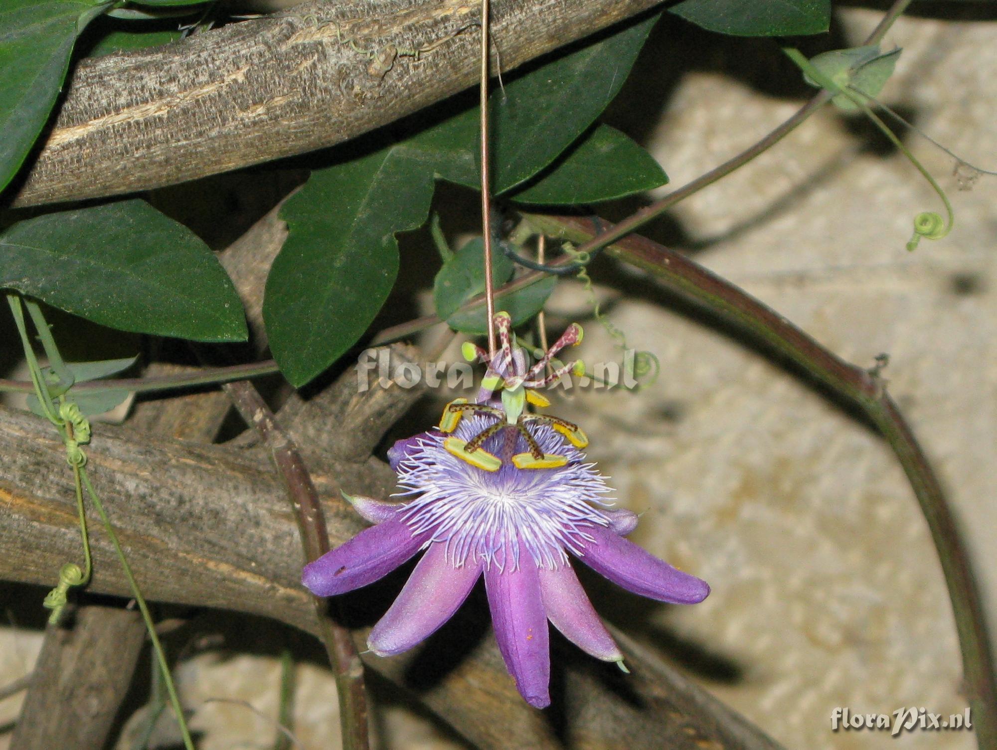 Passiflora loefgrenii