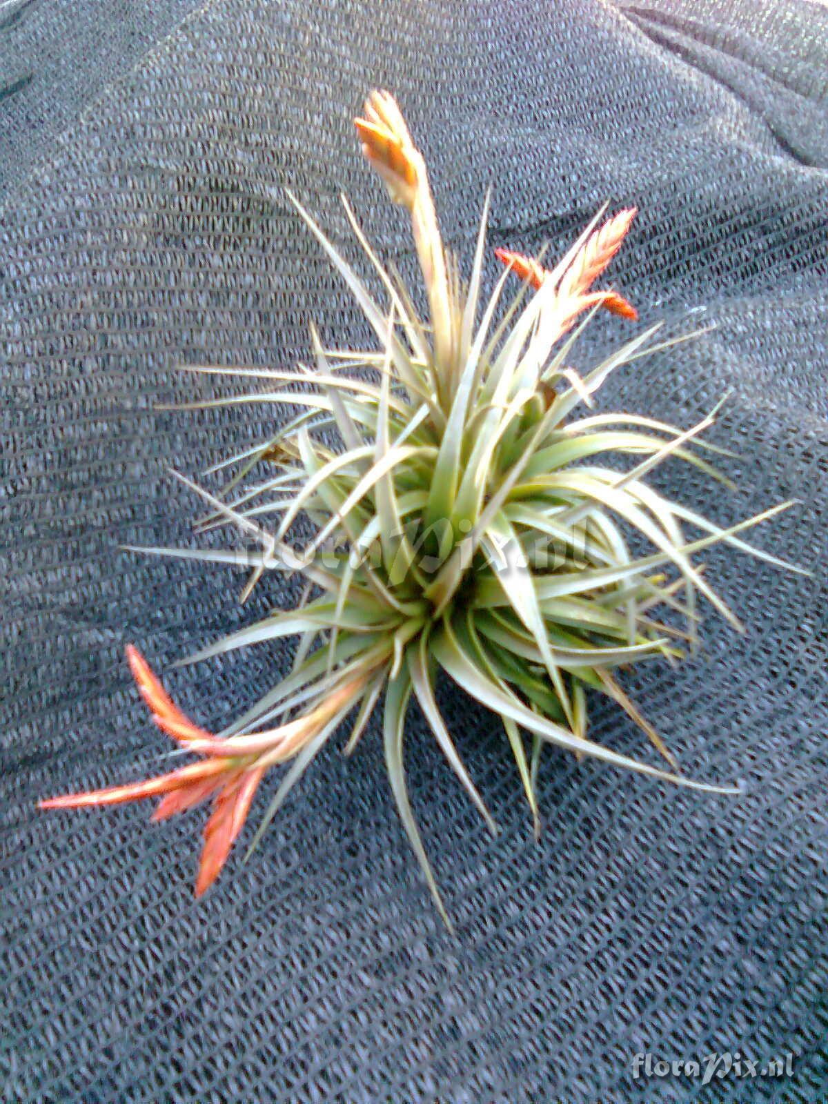 Tillandsia vernicosa