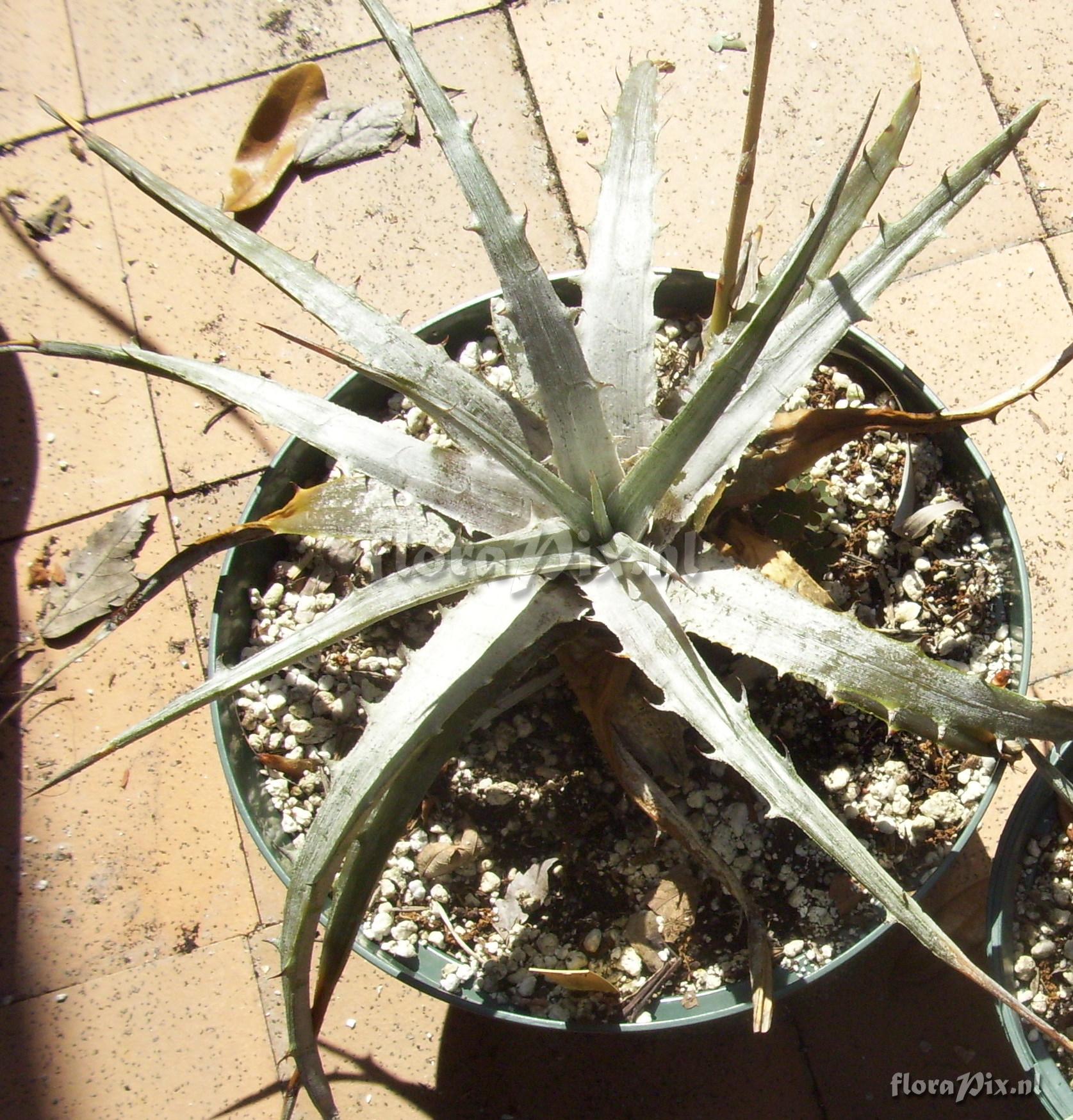 Dyckia ?