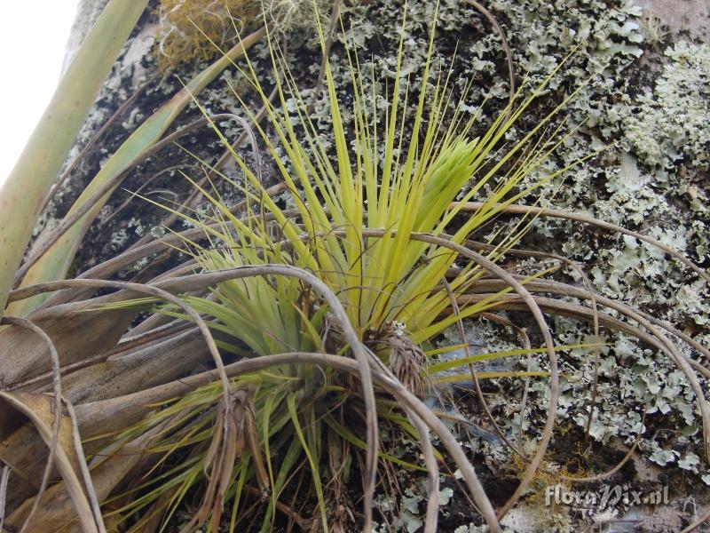 Tillandsia tenuifolia var alba ?