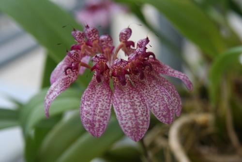 Bulbophyllum eberhardtii