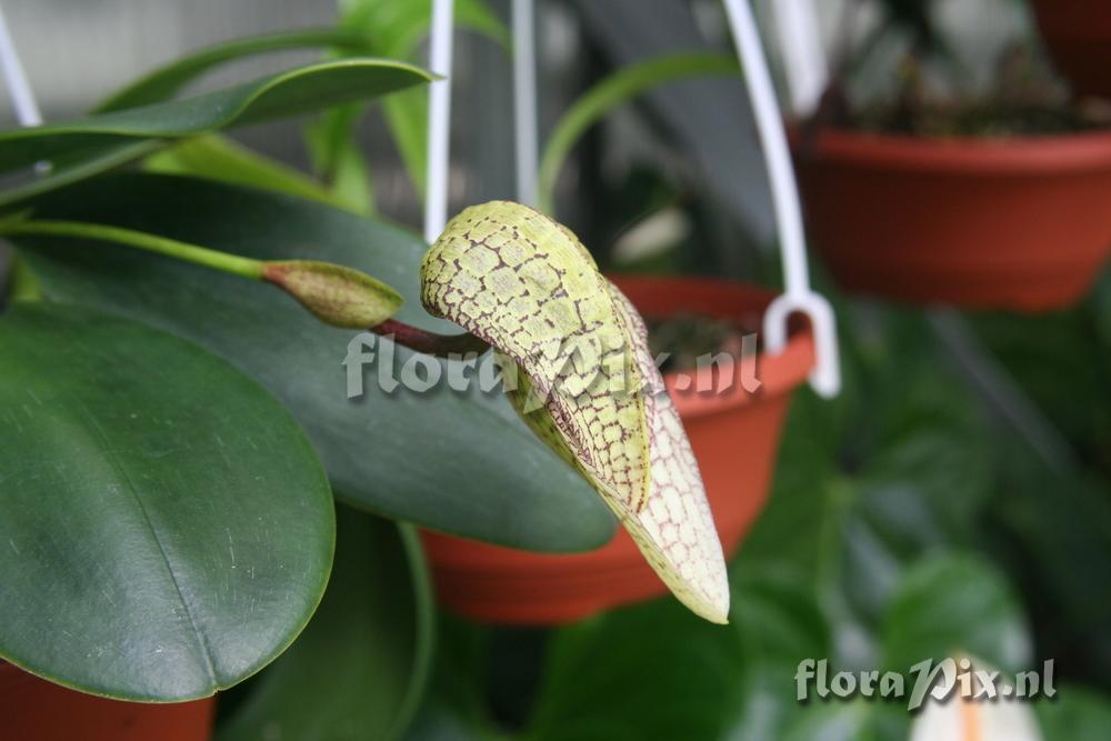 Bulbophyllum arfakianum (red x green)