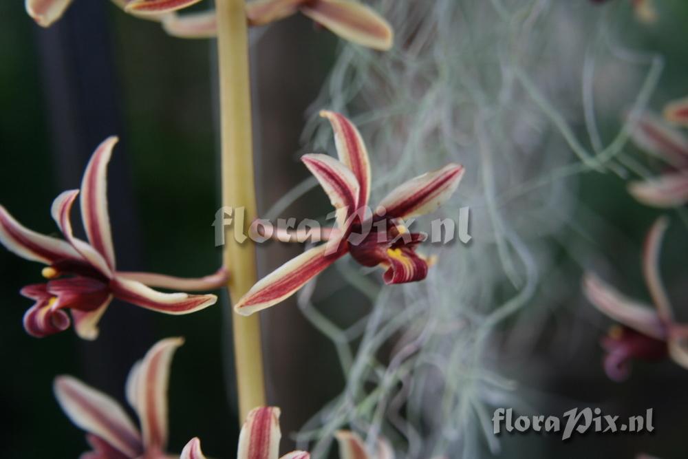 Cymbidium aloifolium