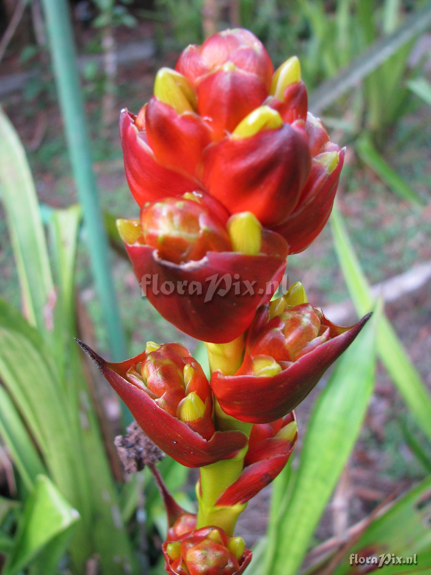 Guzmania weberbaueri