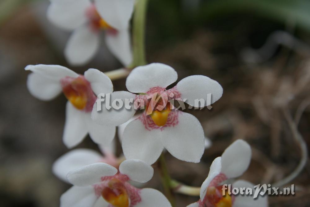 Sarcochilus hartmannii