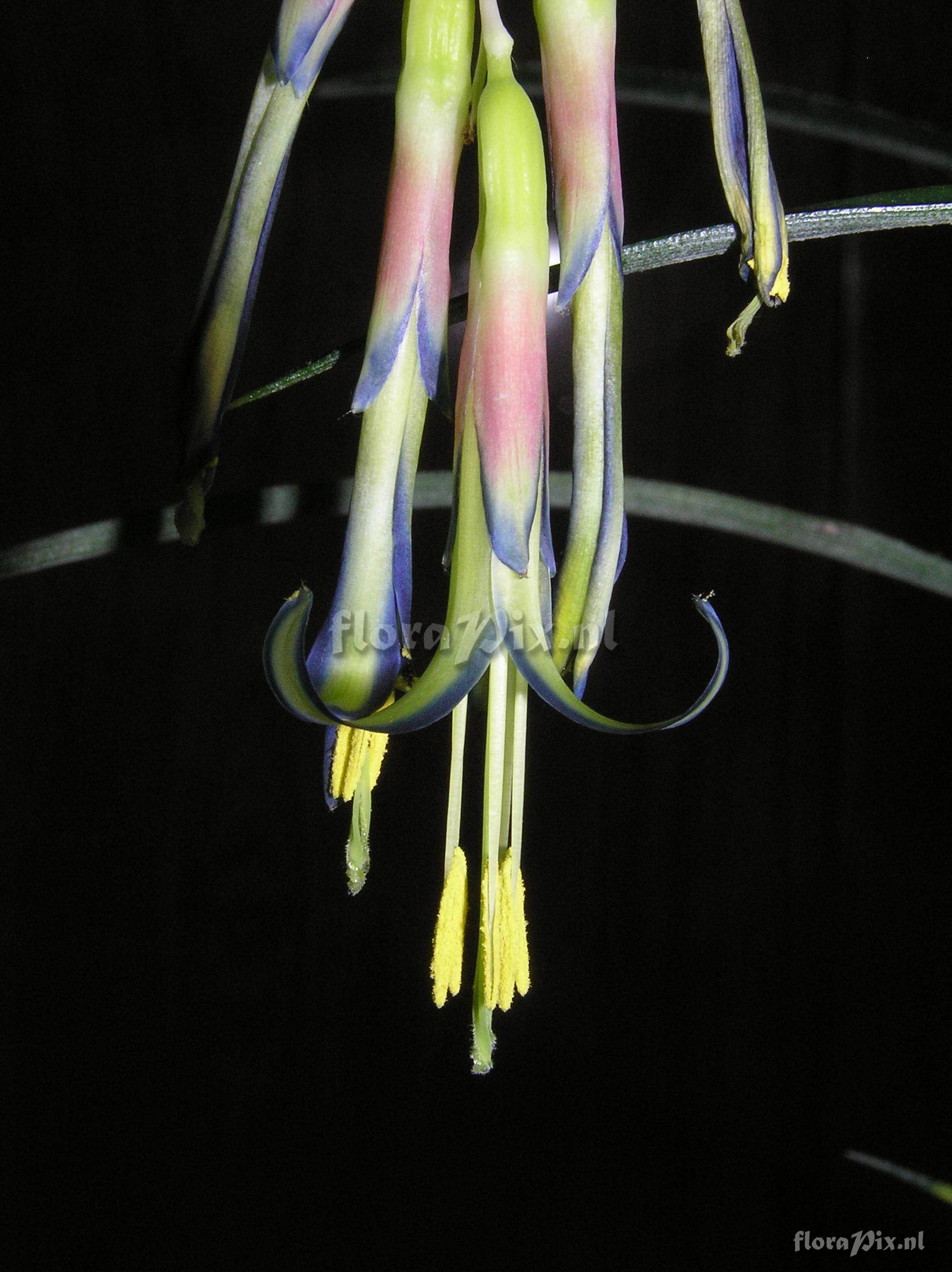 Billbergia nutans