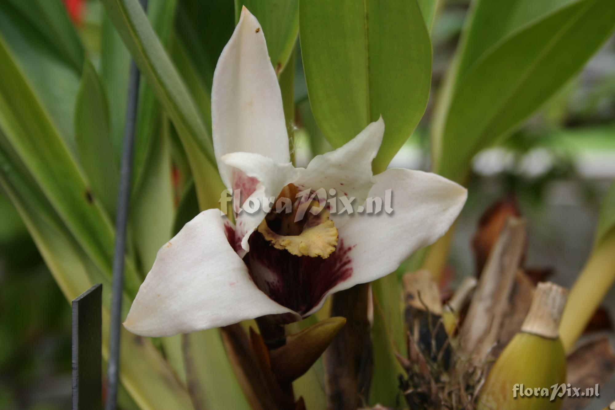 Maxillaria sanderana