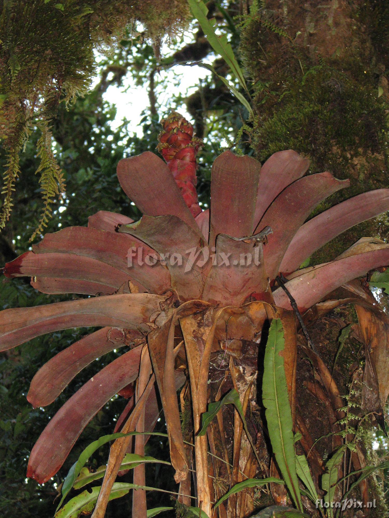 Guzmania teuscheri