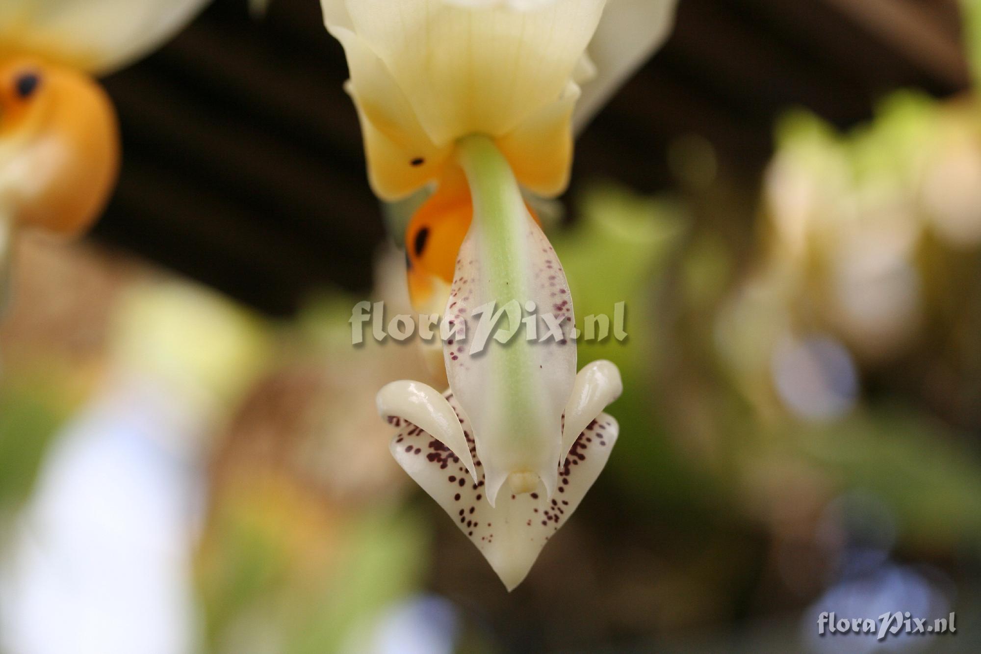 Stanhopea embreei