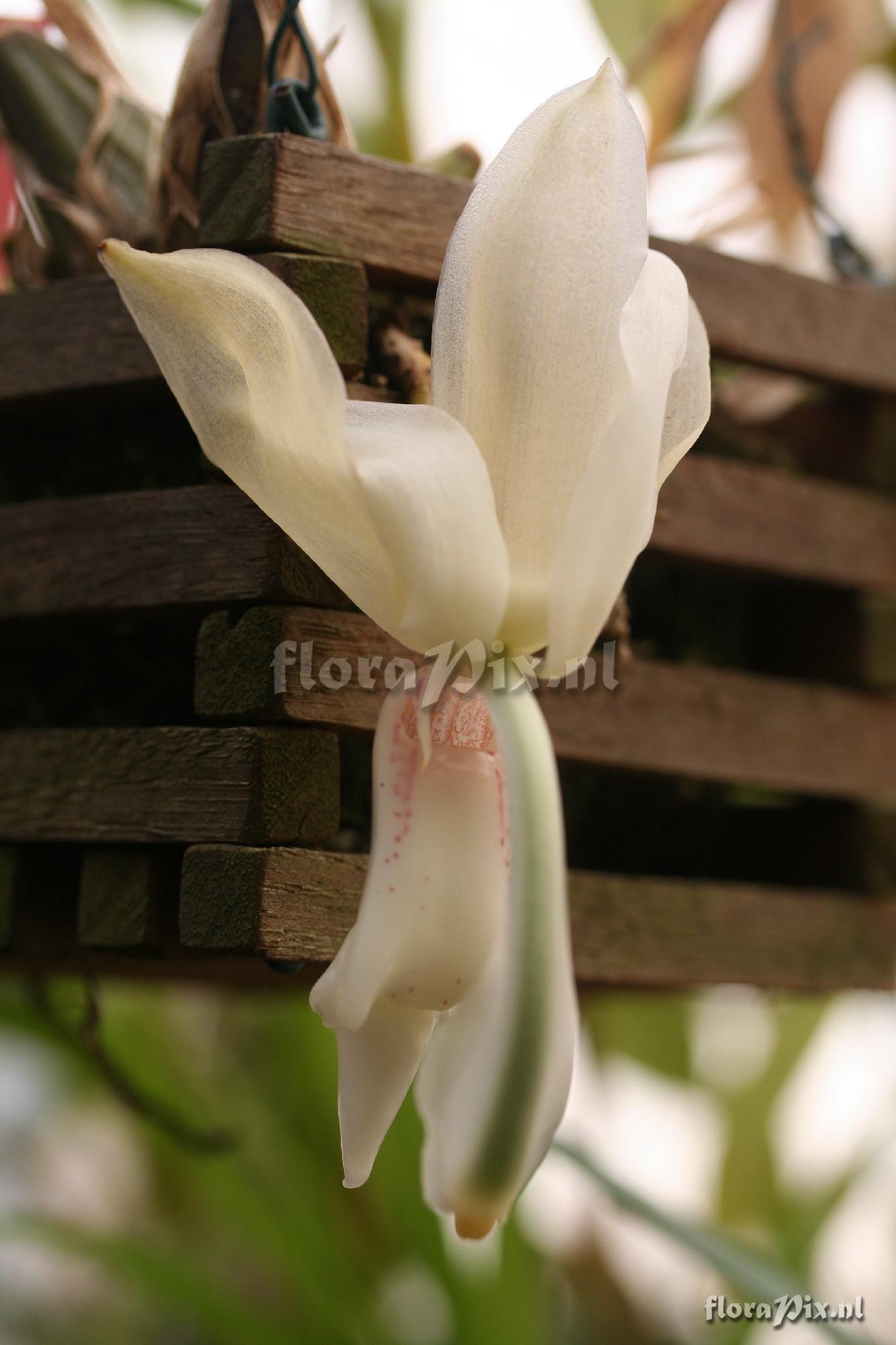 Stanhopea grandiflora