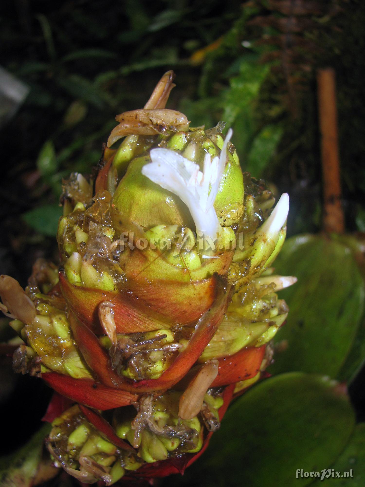 Guzmania teuscheri