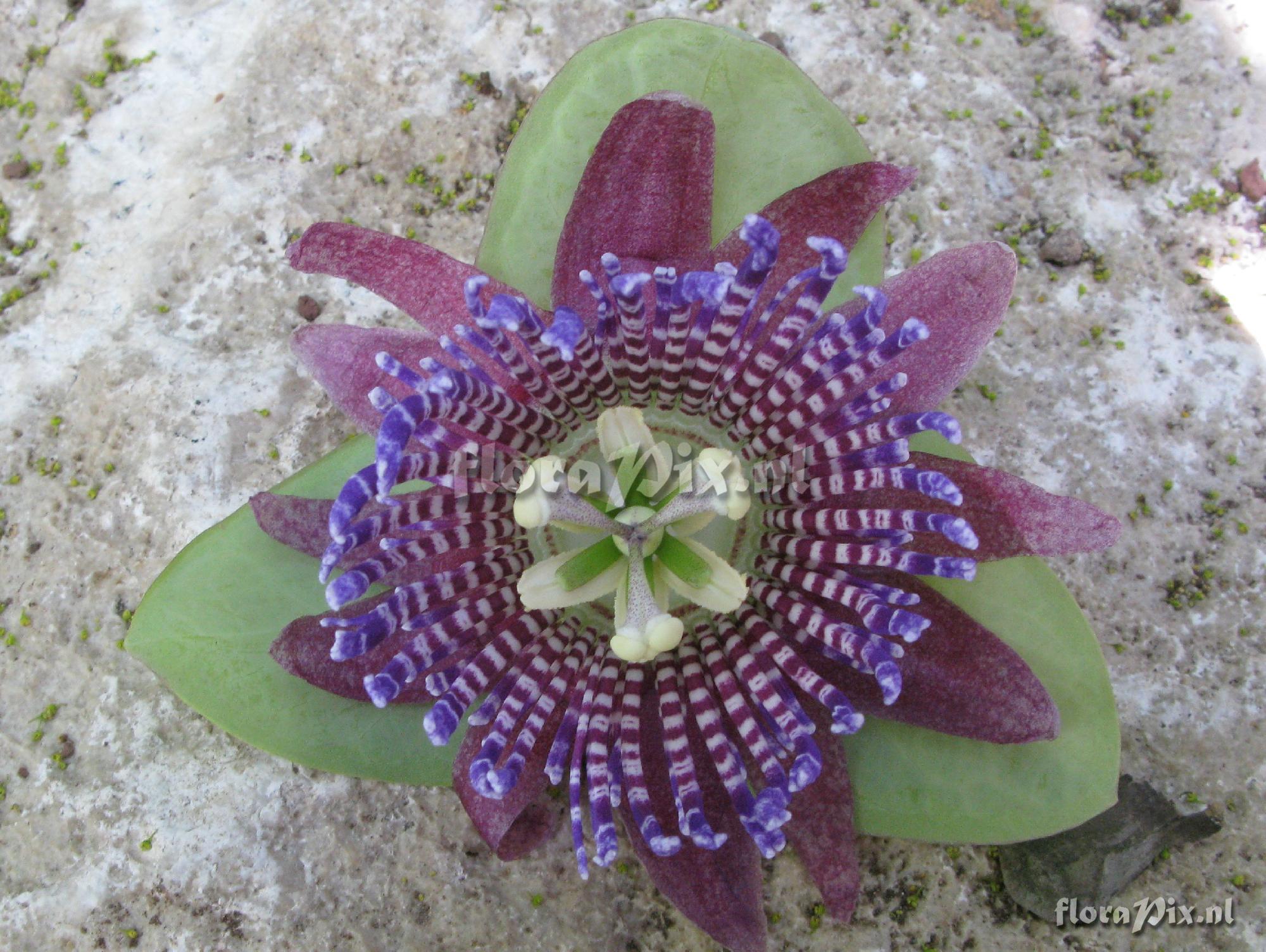 Passiflora triloba