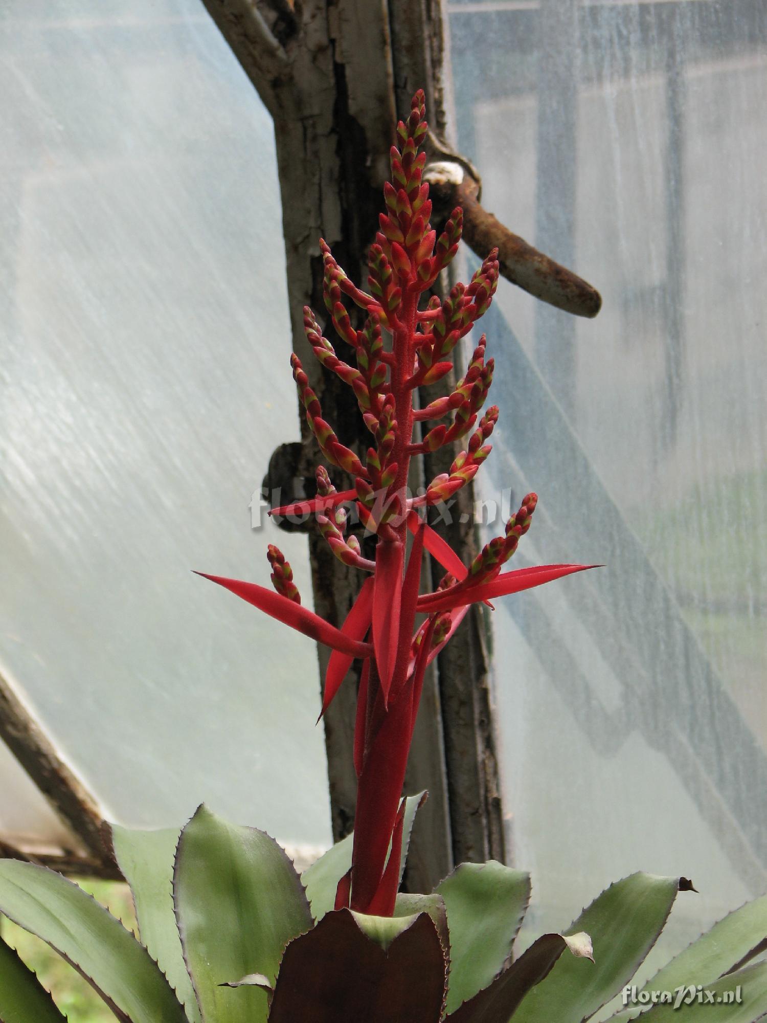 Aechmea sp