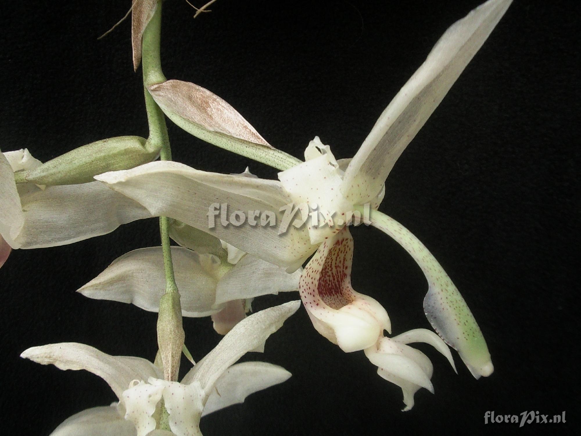 Stanhopea florida