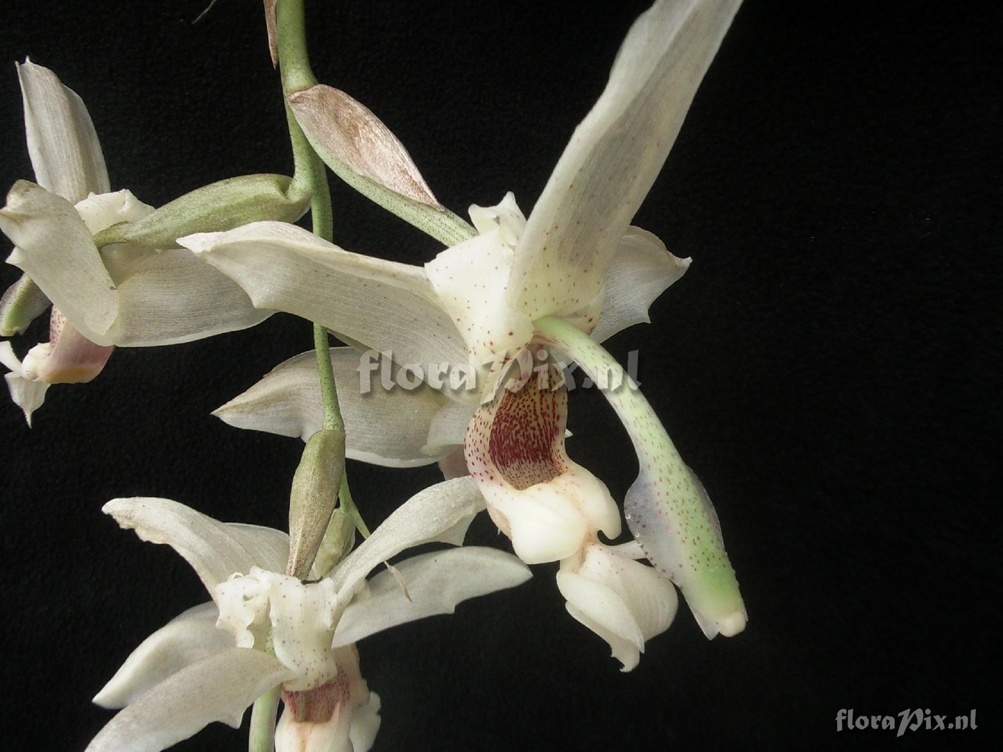 Stanhopea florida