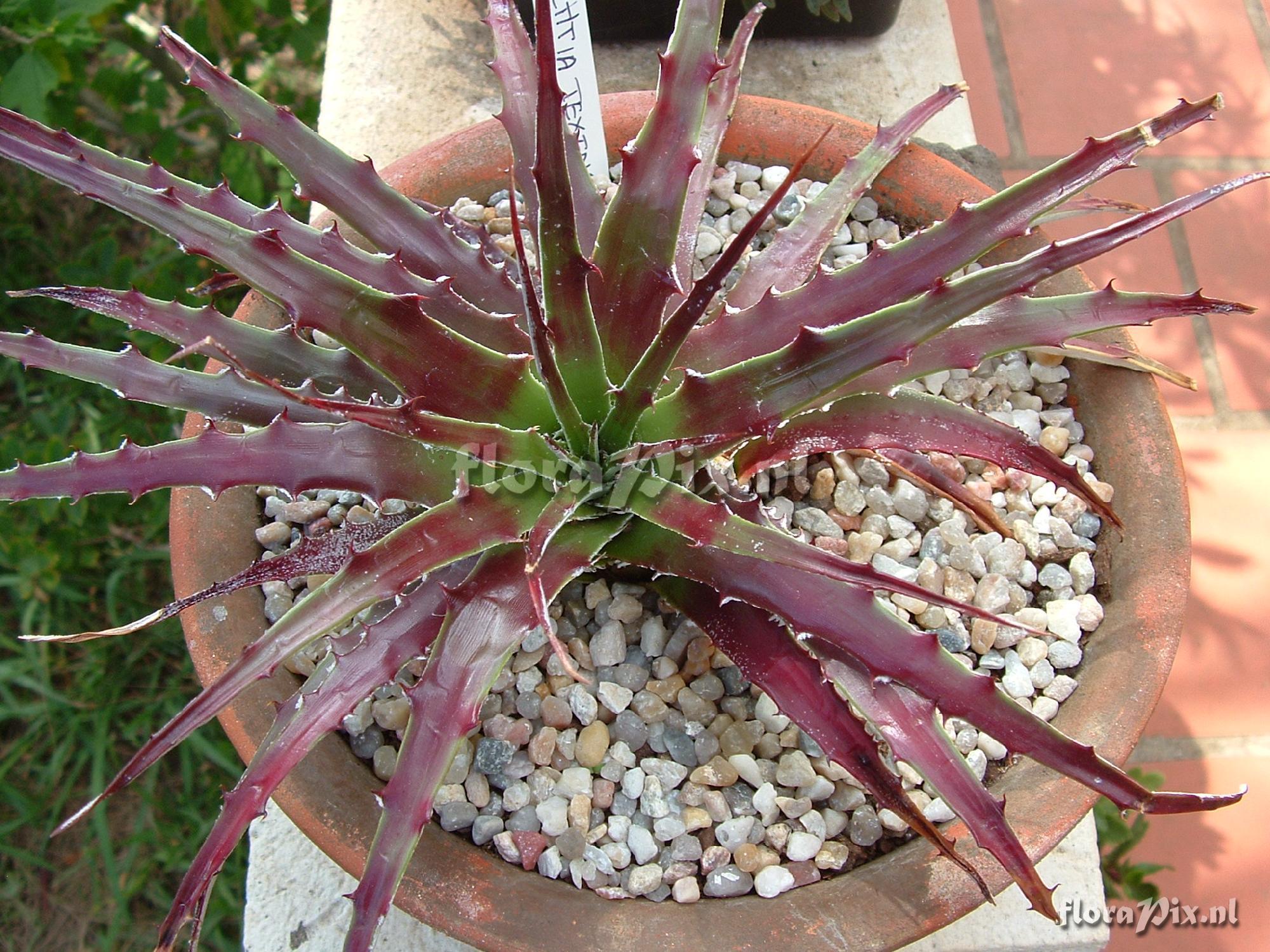 Hechtia texensis