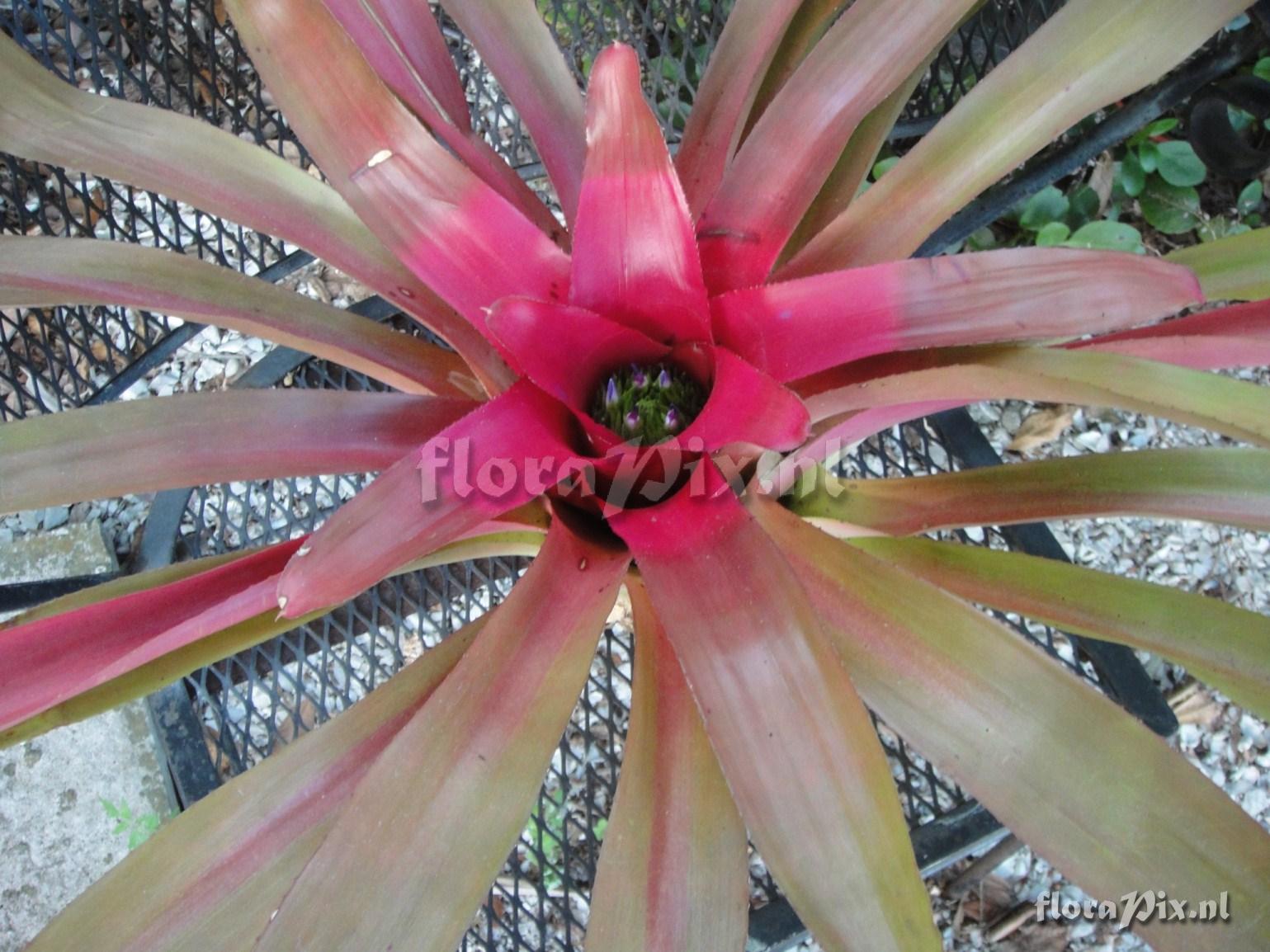 Neoregelia macrosepala cv. methusula