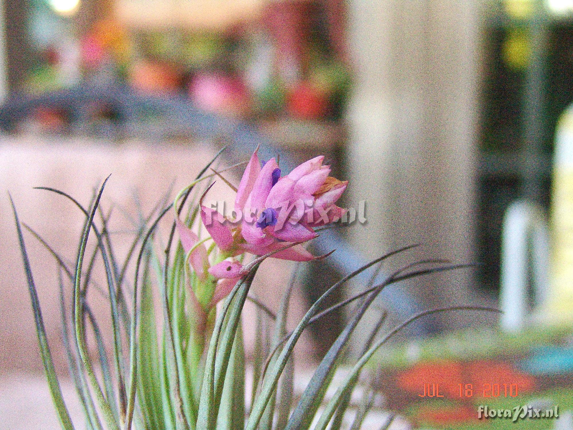 Tillandsia strica