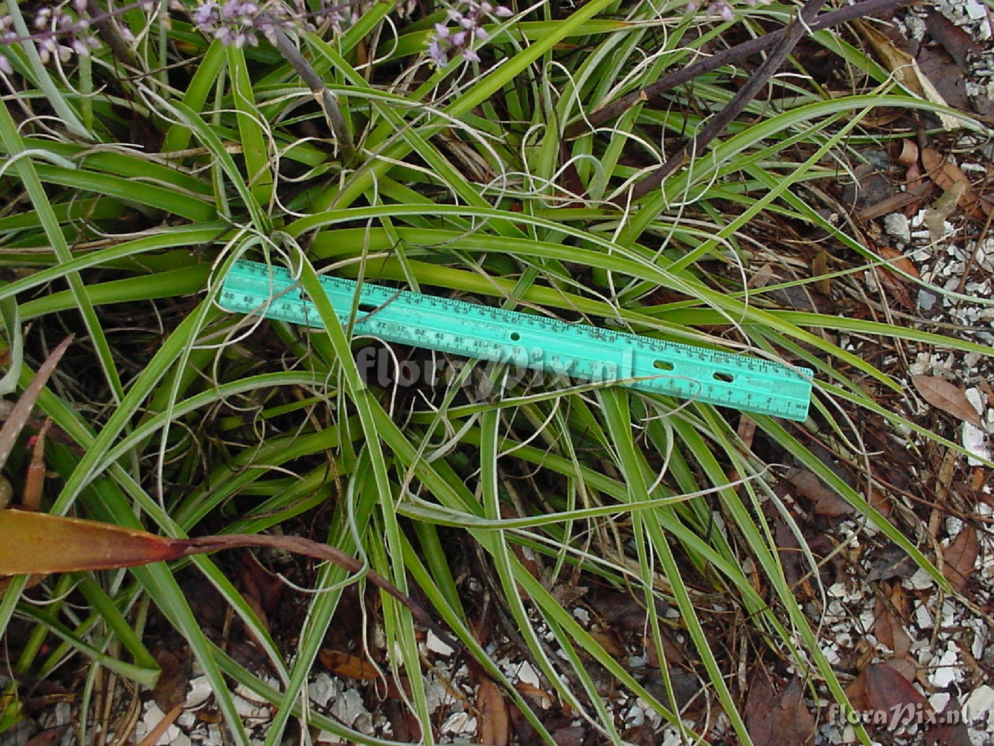 Hechtia tillandsioides