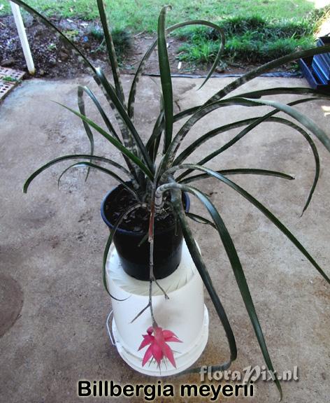 Billbergia meyerii