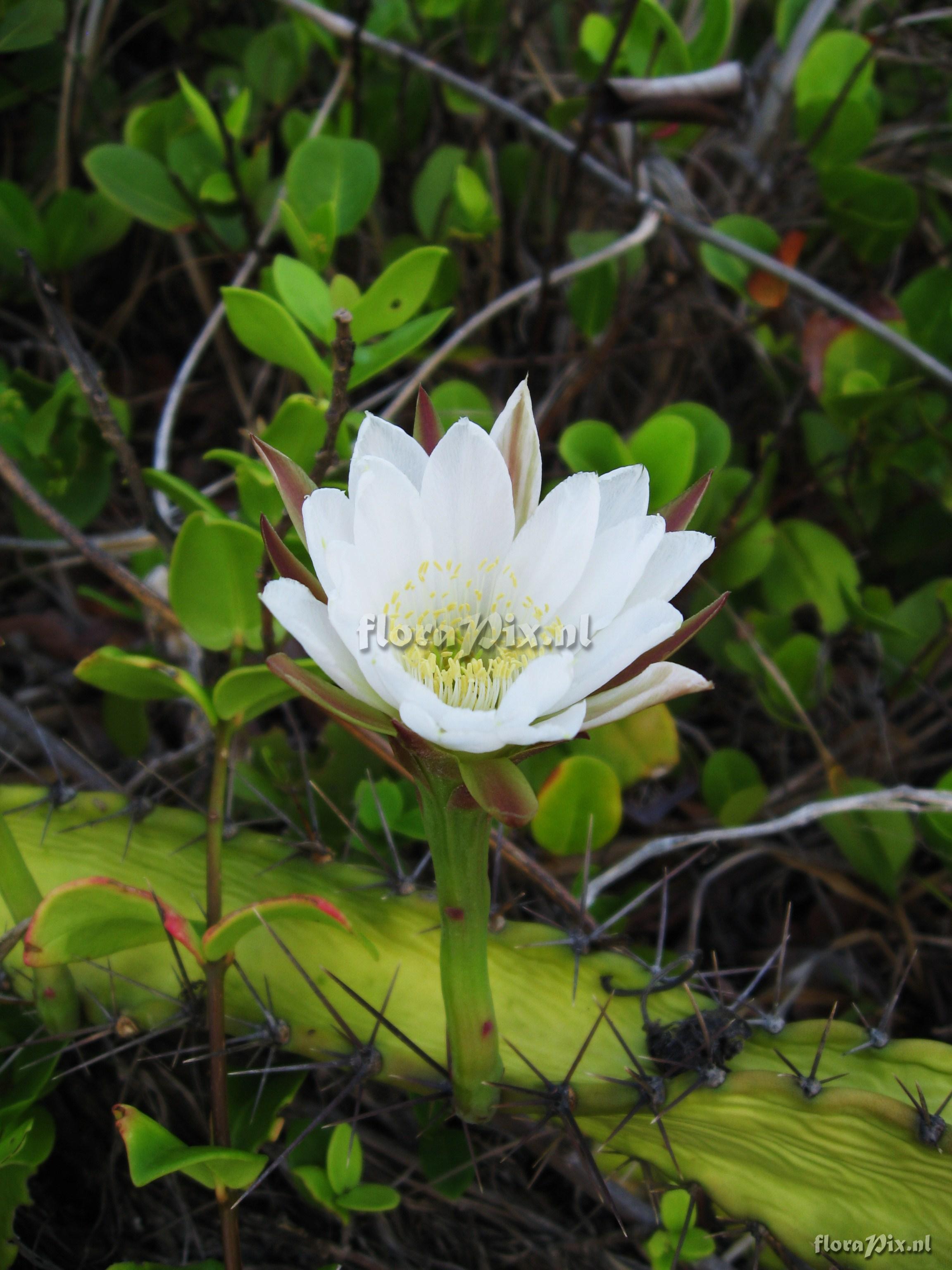 Acanthocereus tetragonus