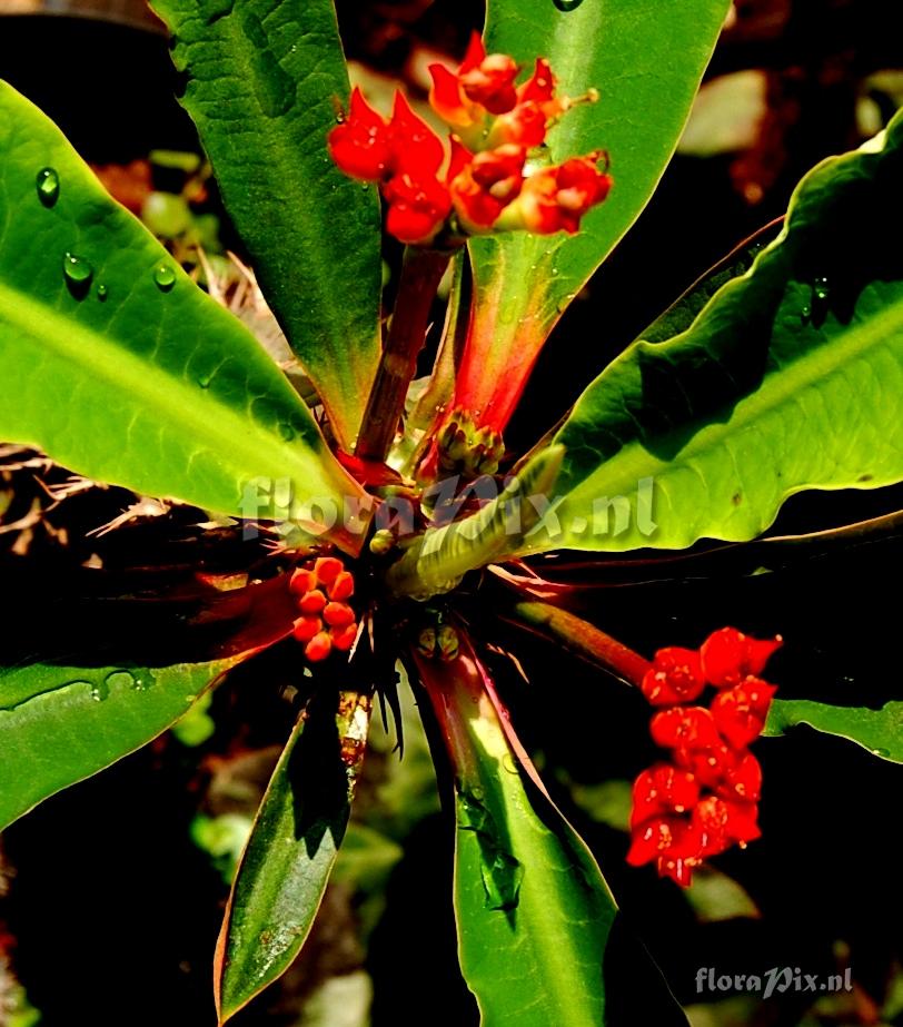 Euphorbia sp. Apical organization