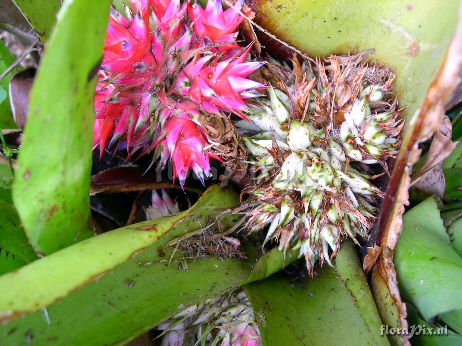 Hohenbergia stellata