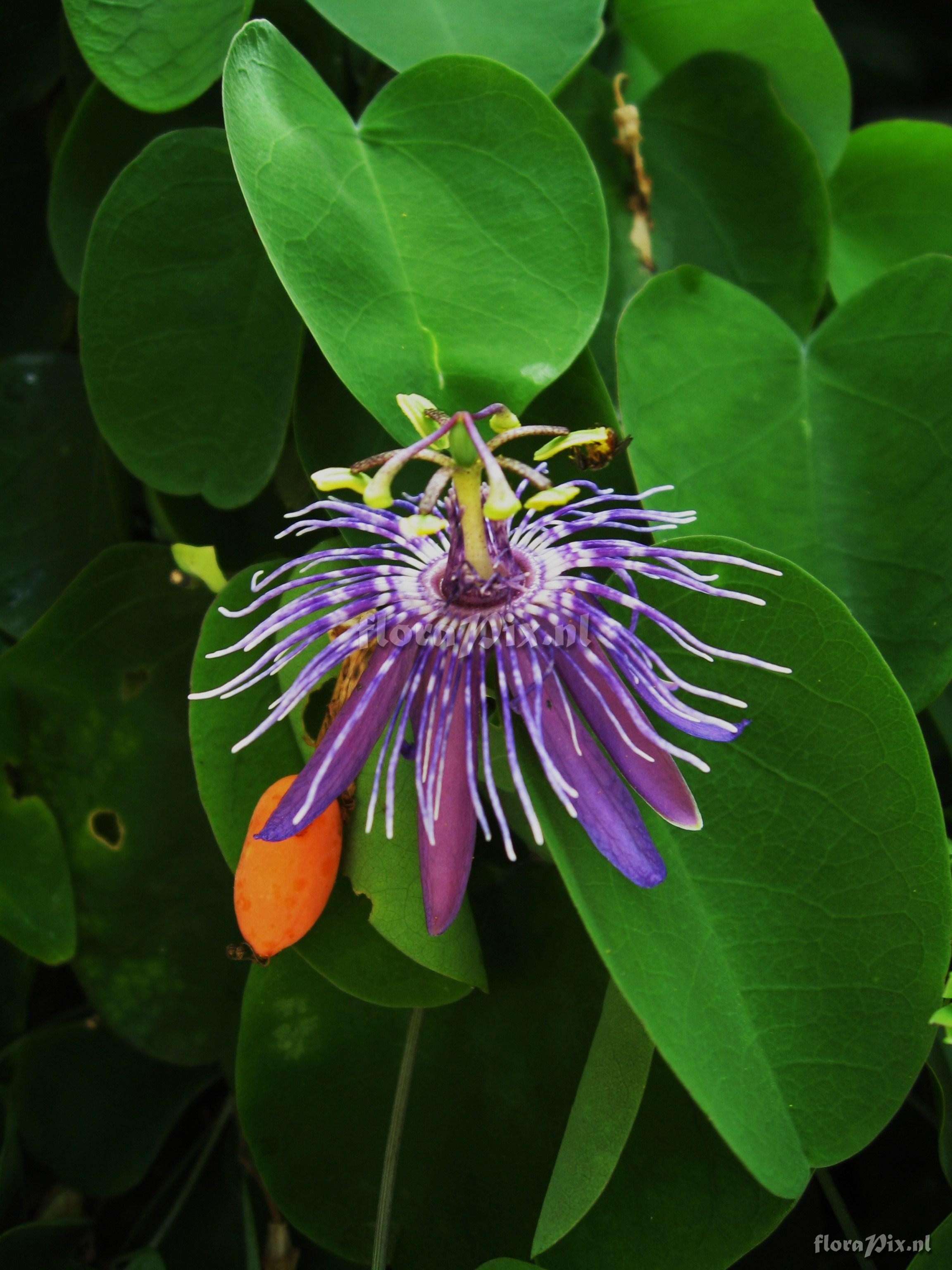 Passiflora subrotunda