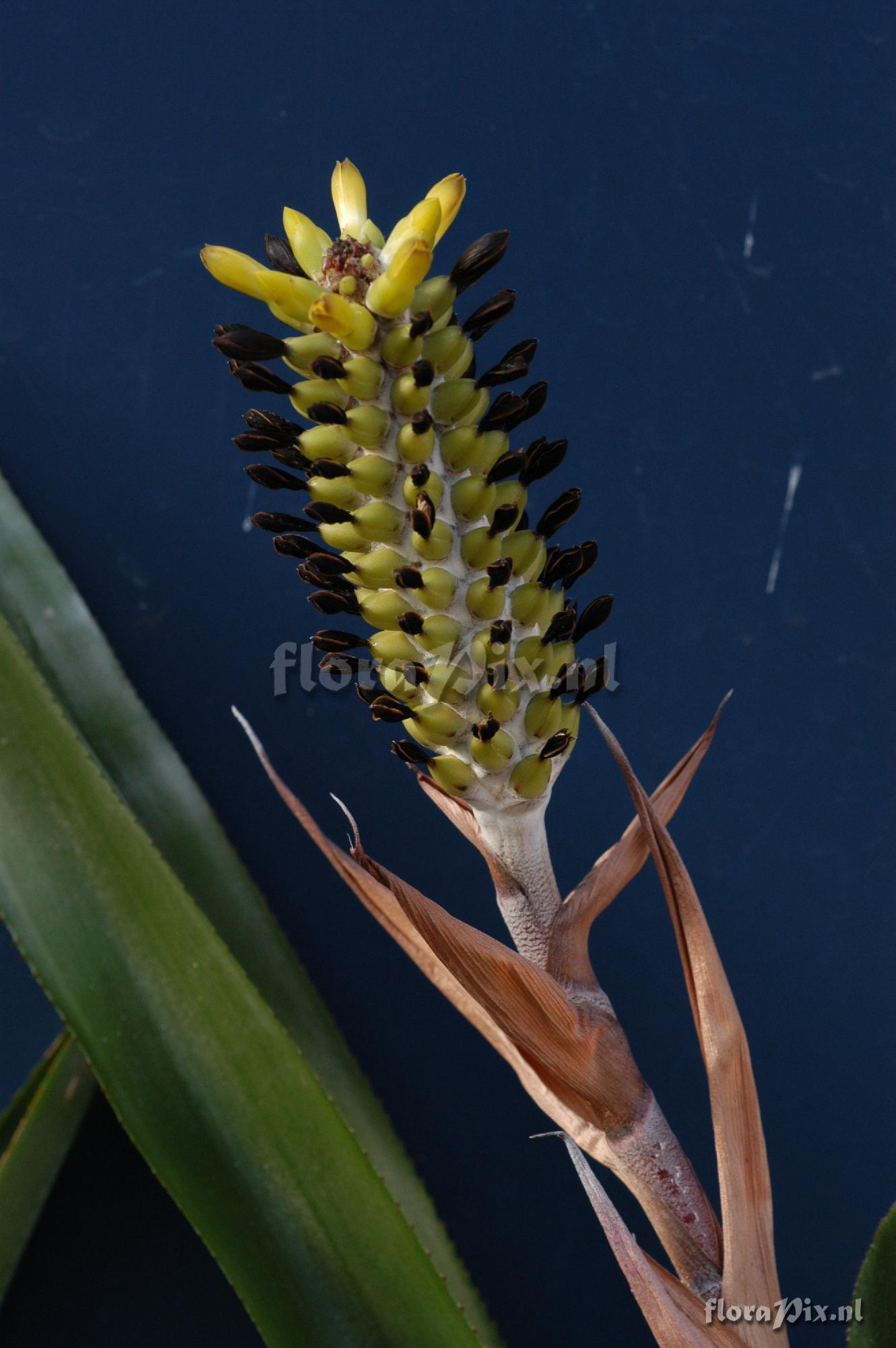 Aechmea chlorophylla