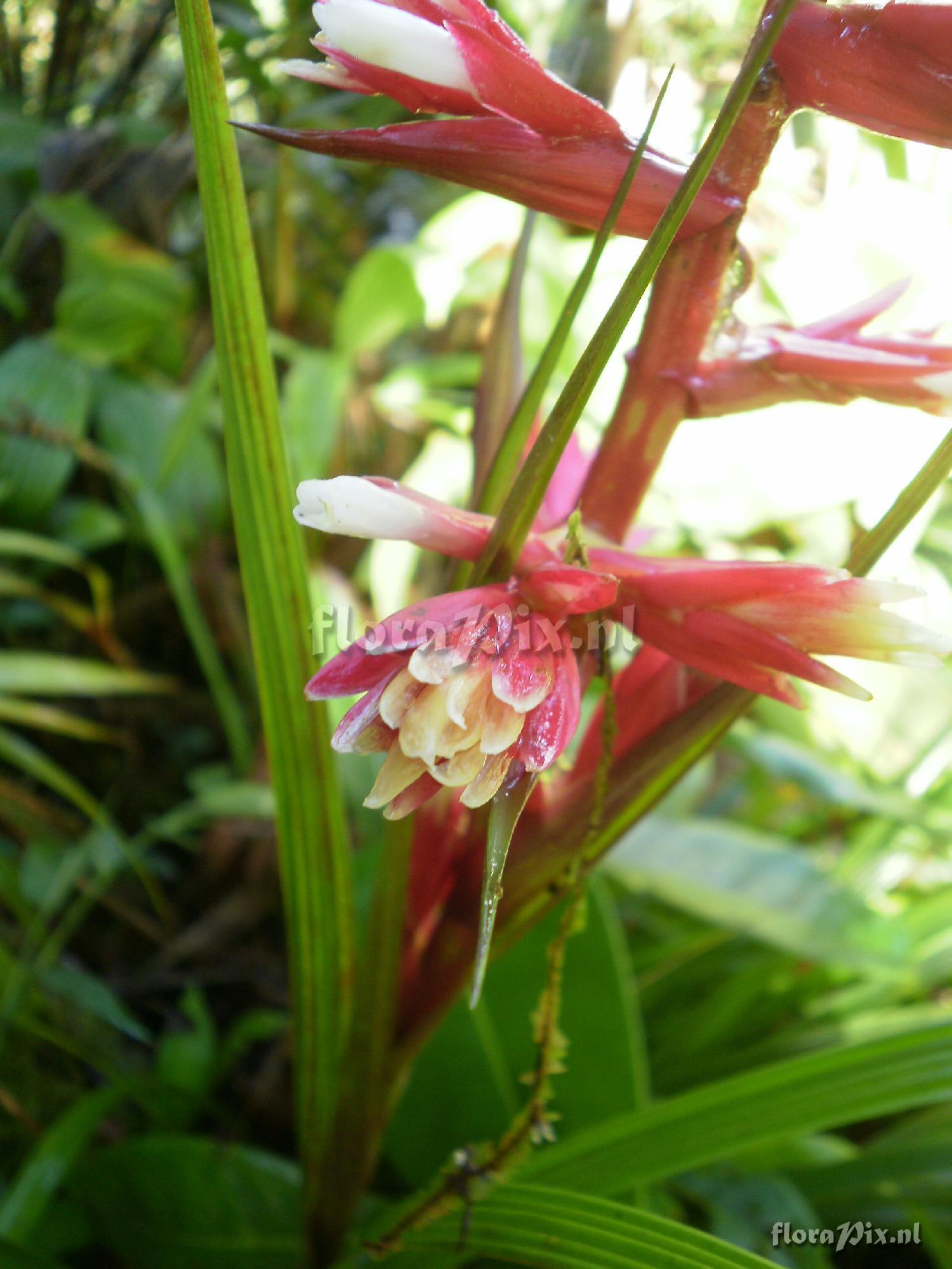 Guzmania calamifolia var. rosacea