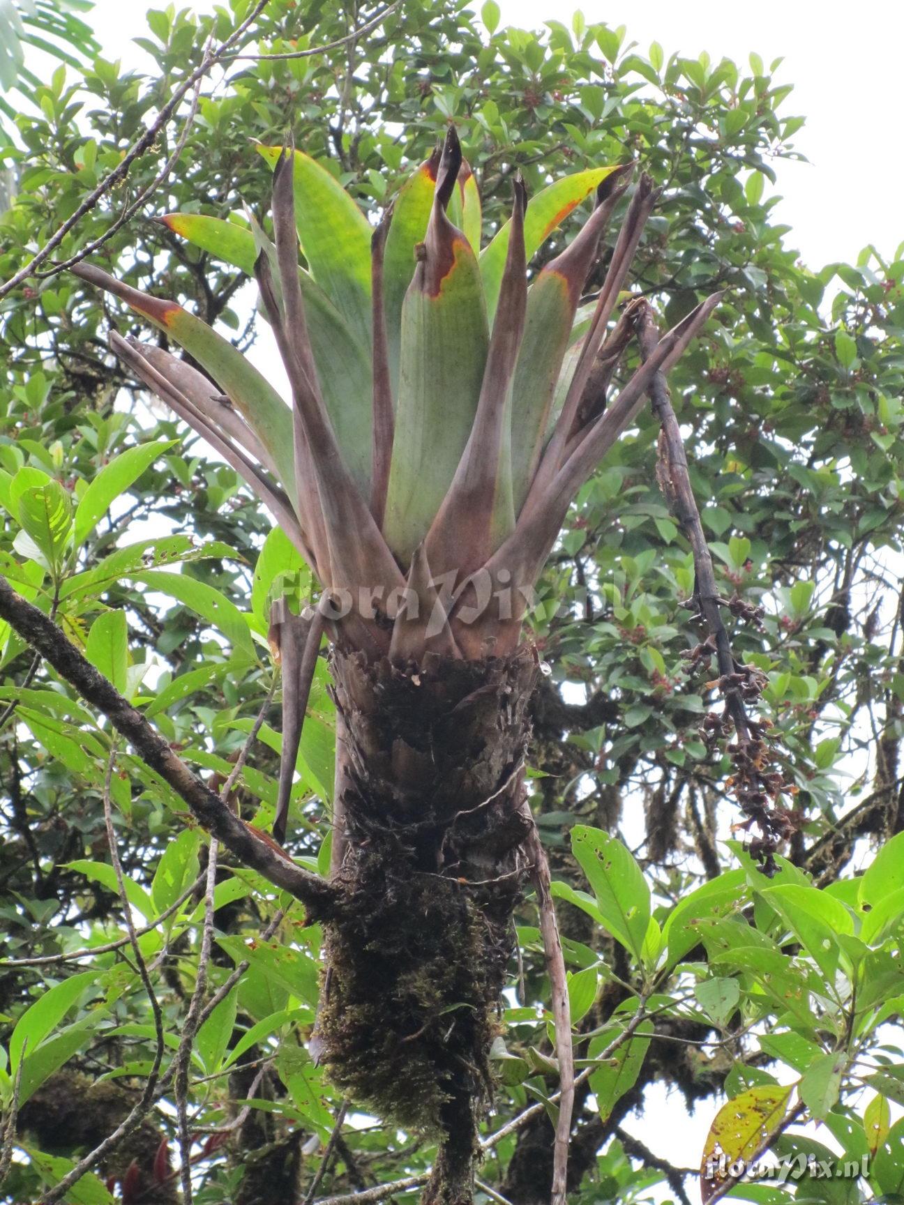 Werauhia lutheri