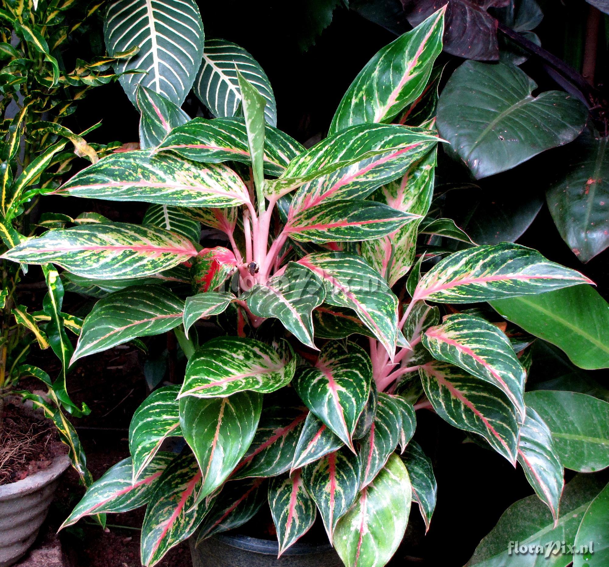 Aglaonema sp.