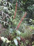 Pitcairnia cf multiflora