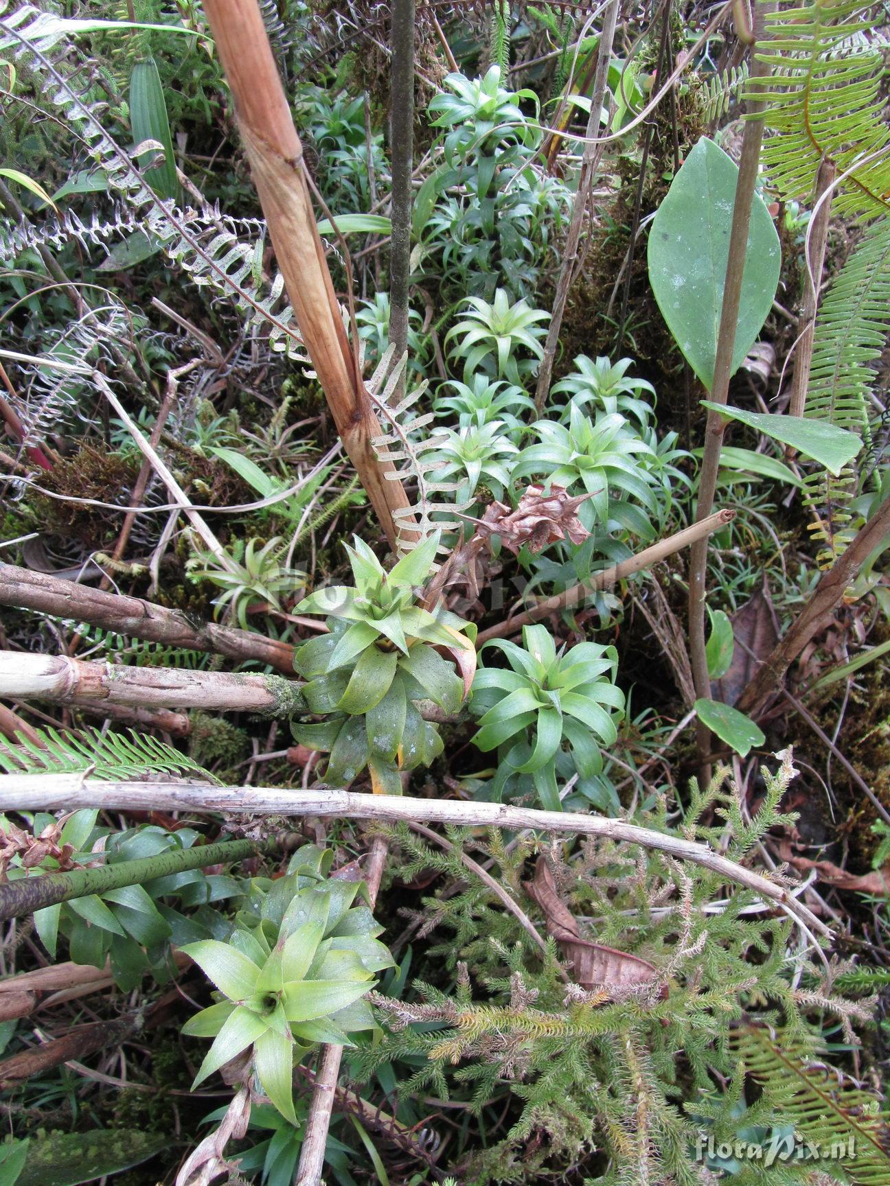 Werauhia insignis "var. brevifolia" Luther ined.