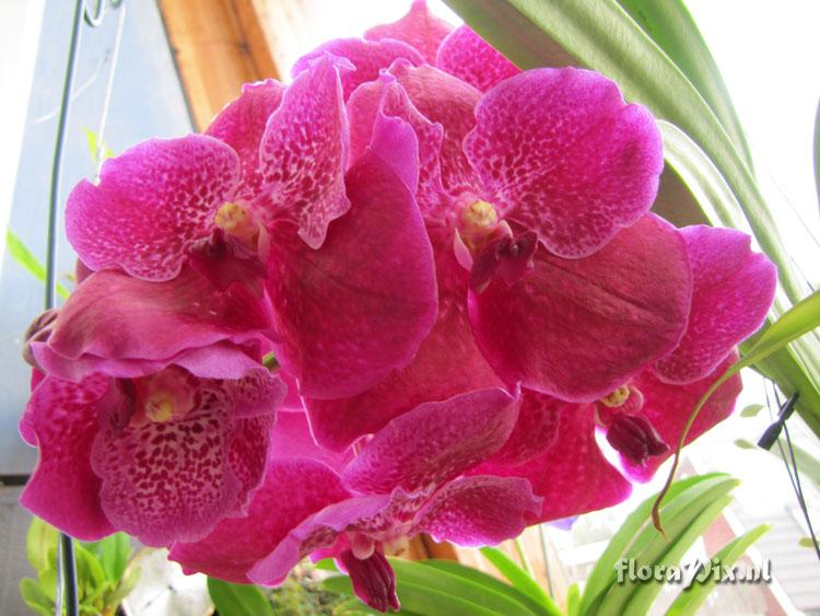 Vanda Robert Delight