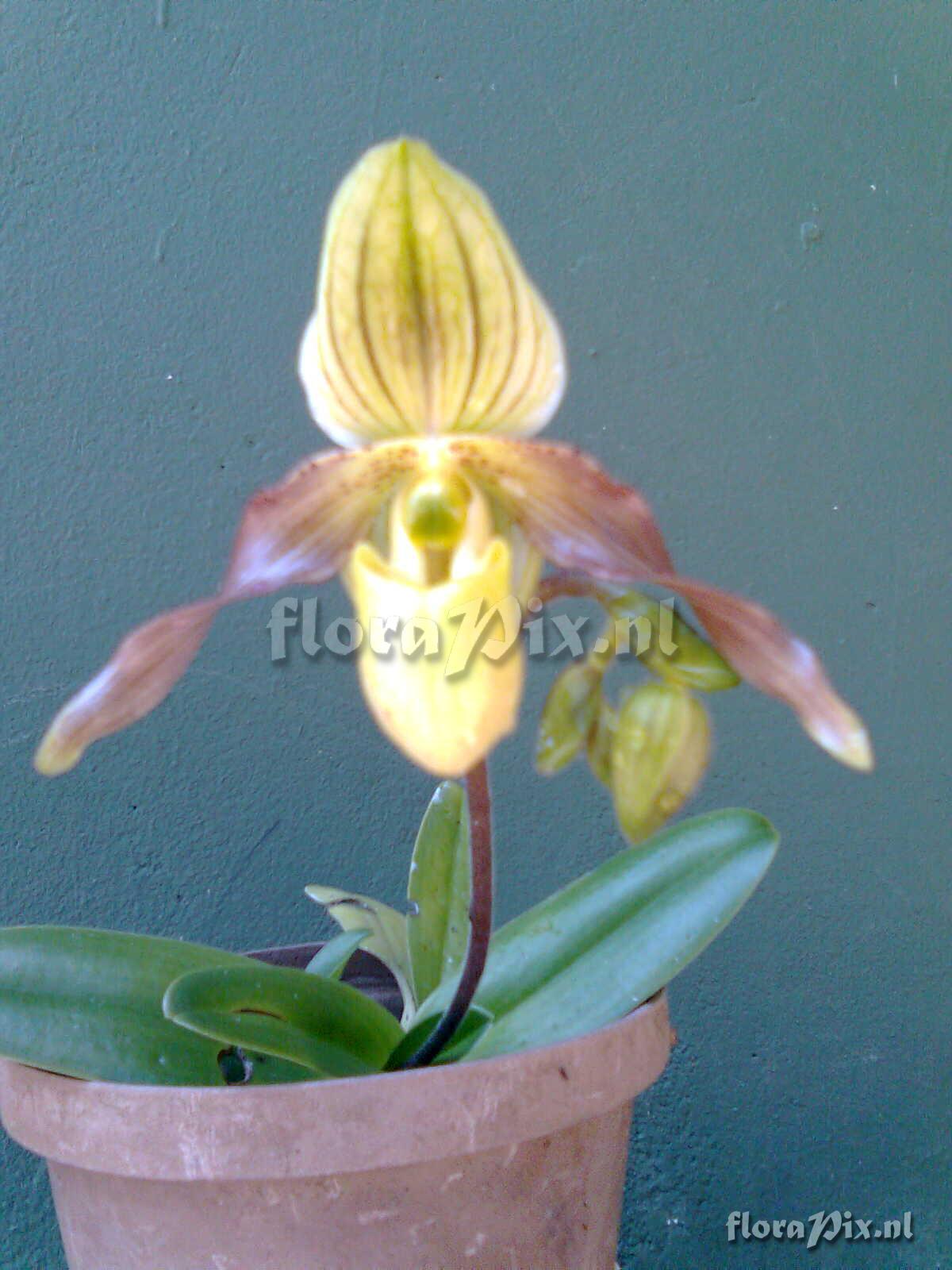 Paphiopedilum (?)