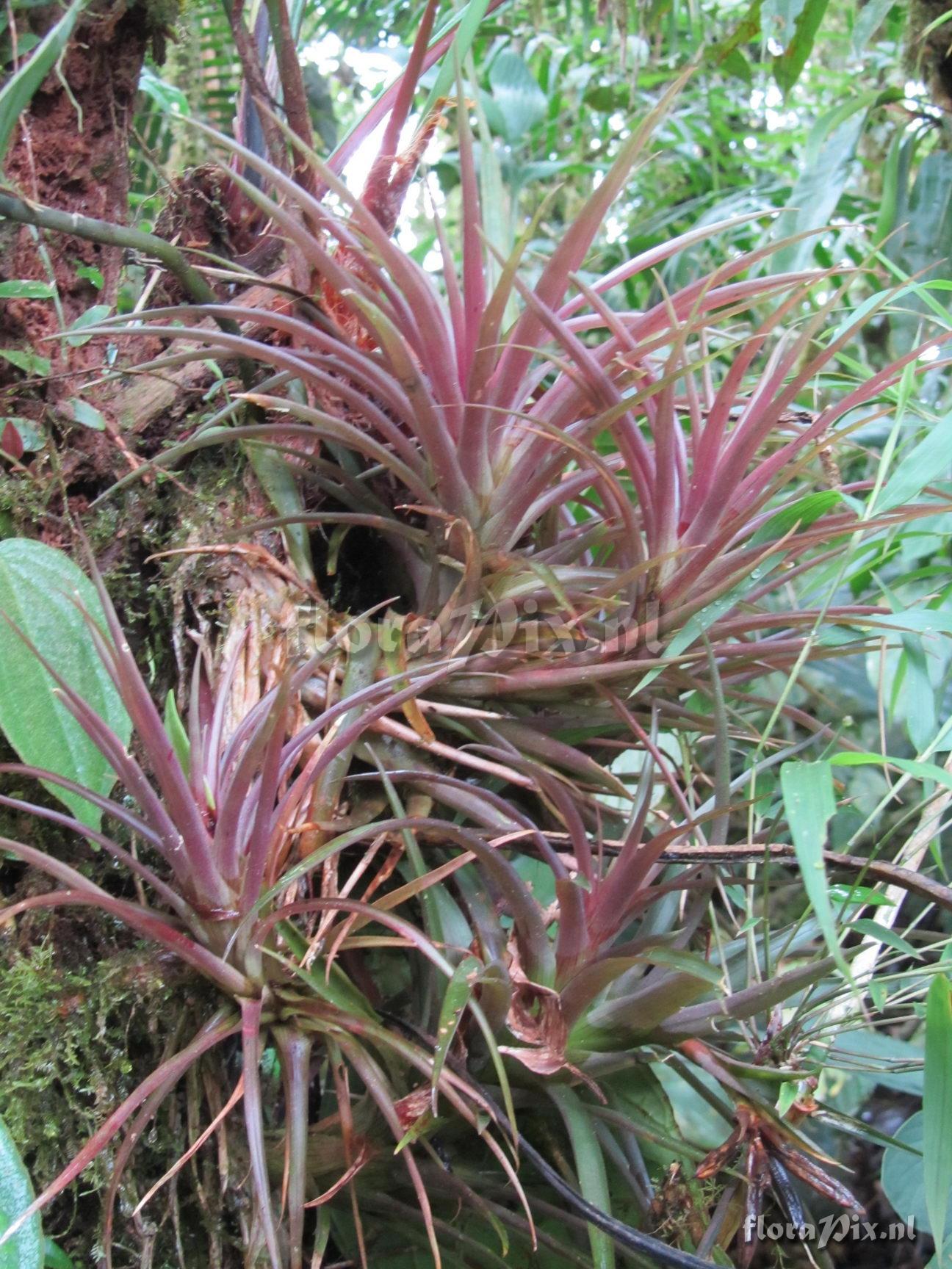 Guzmania angustifolia