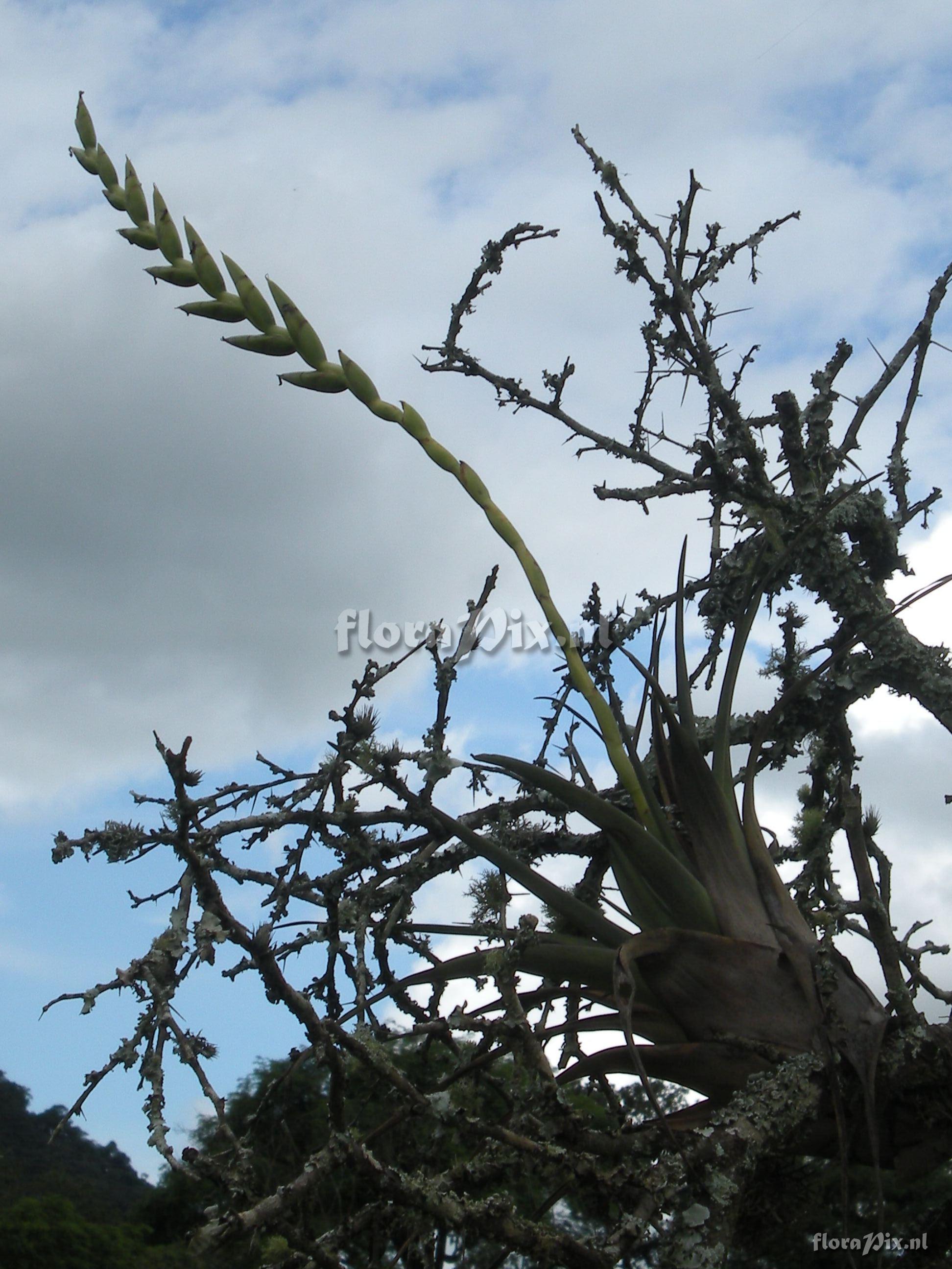 Tillandsia sp.