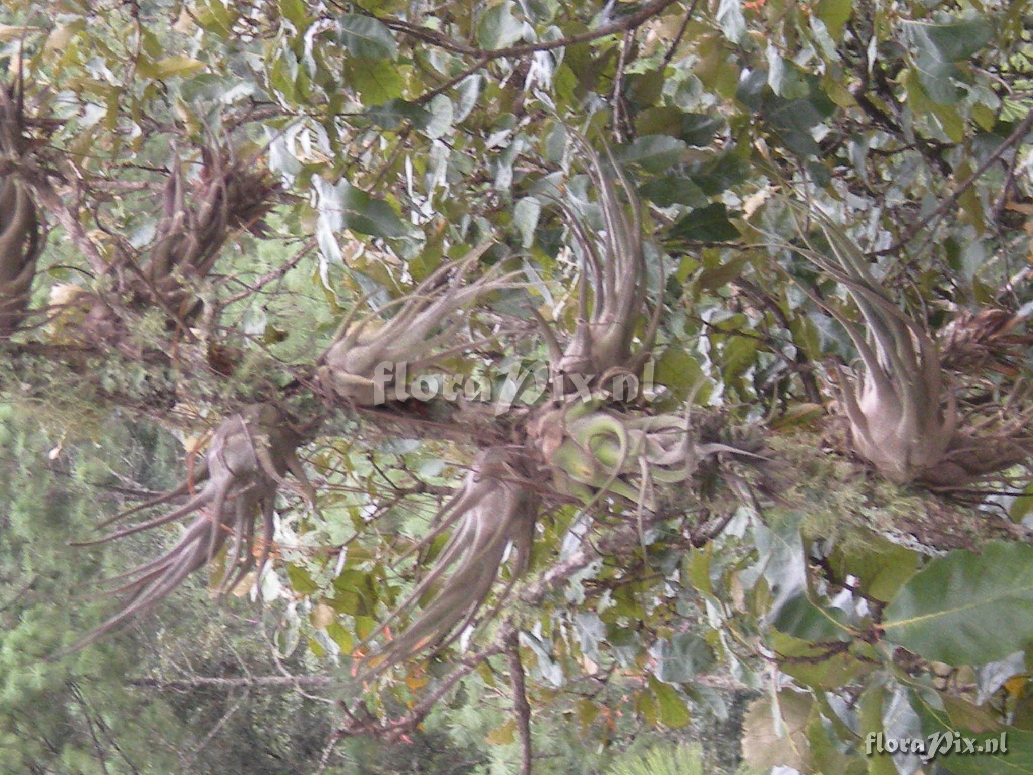 Tillandsia seleriana