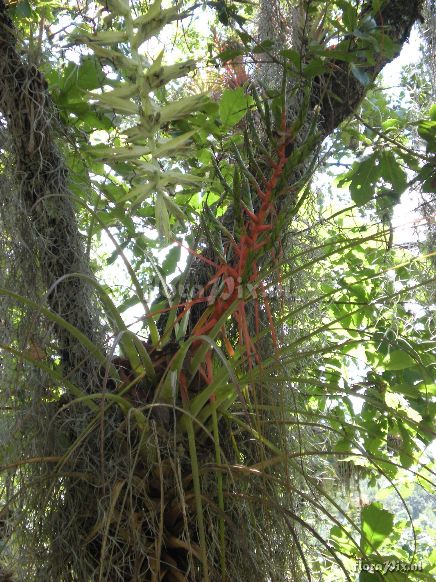 Tillandsia calothyrsus