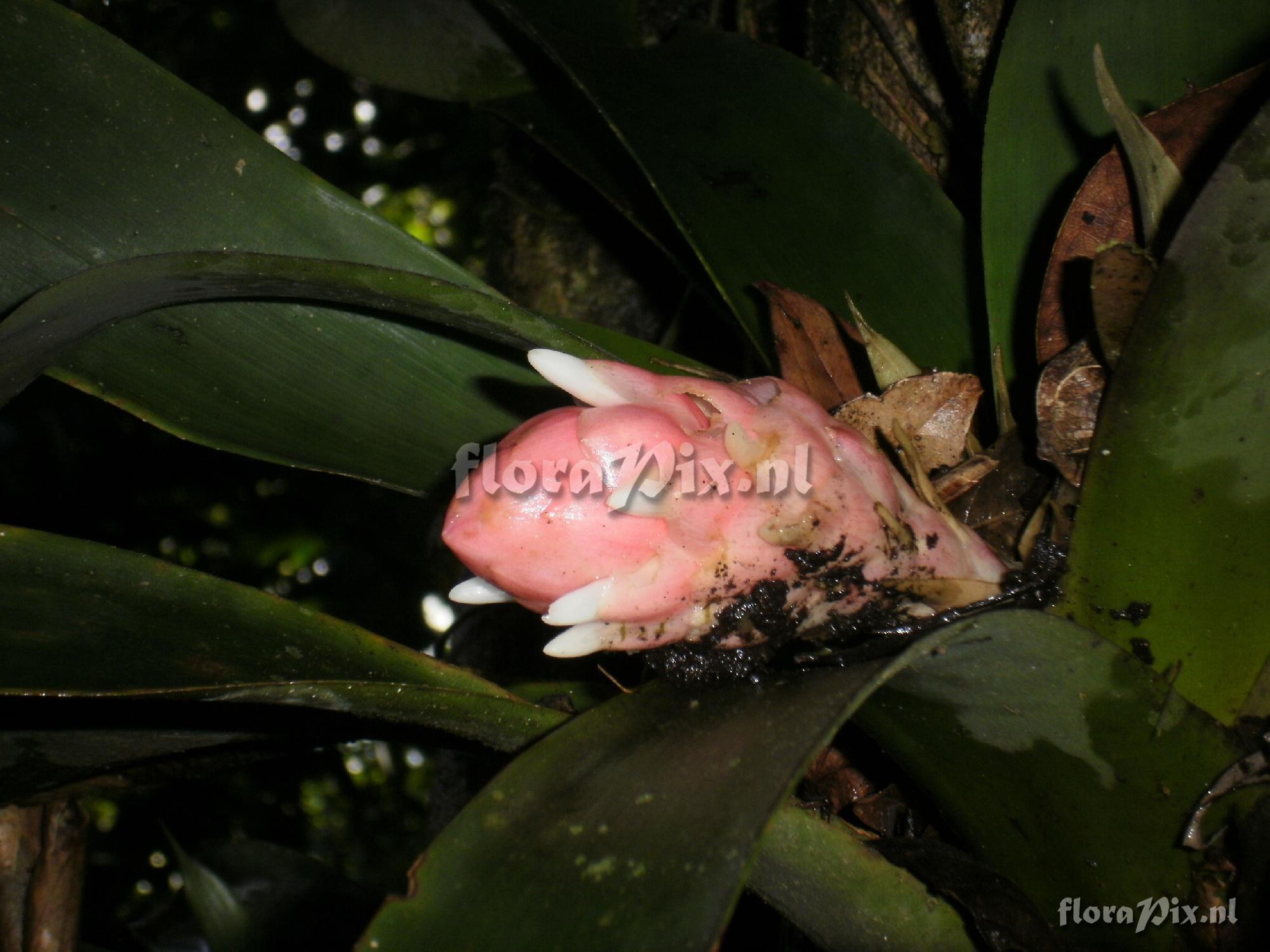 Guzmania nicaraguensis