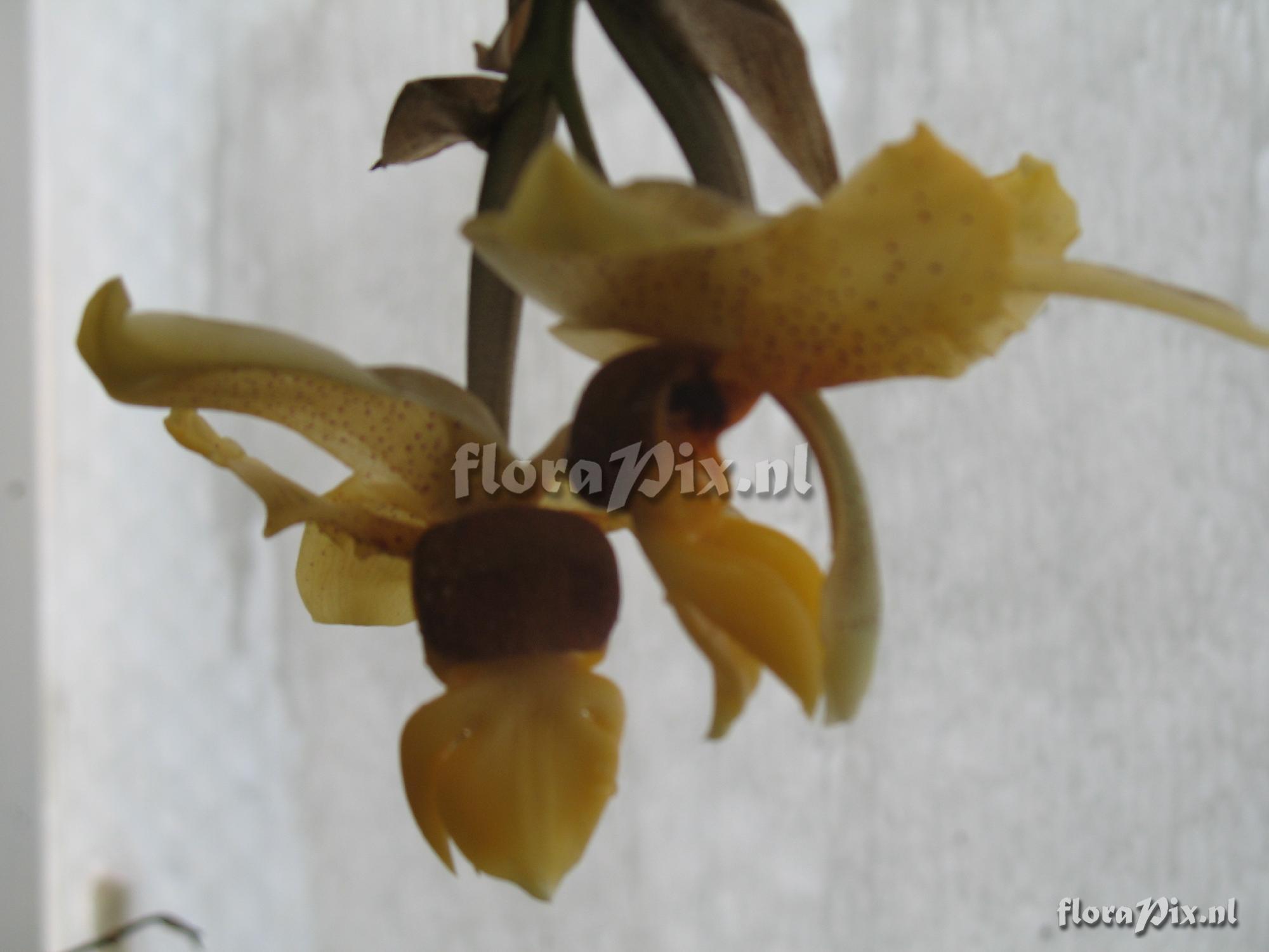 Stanhopea connata