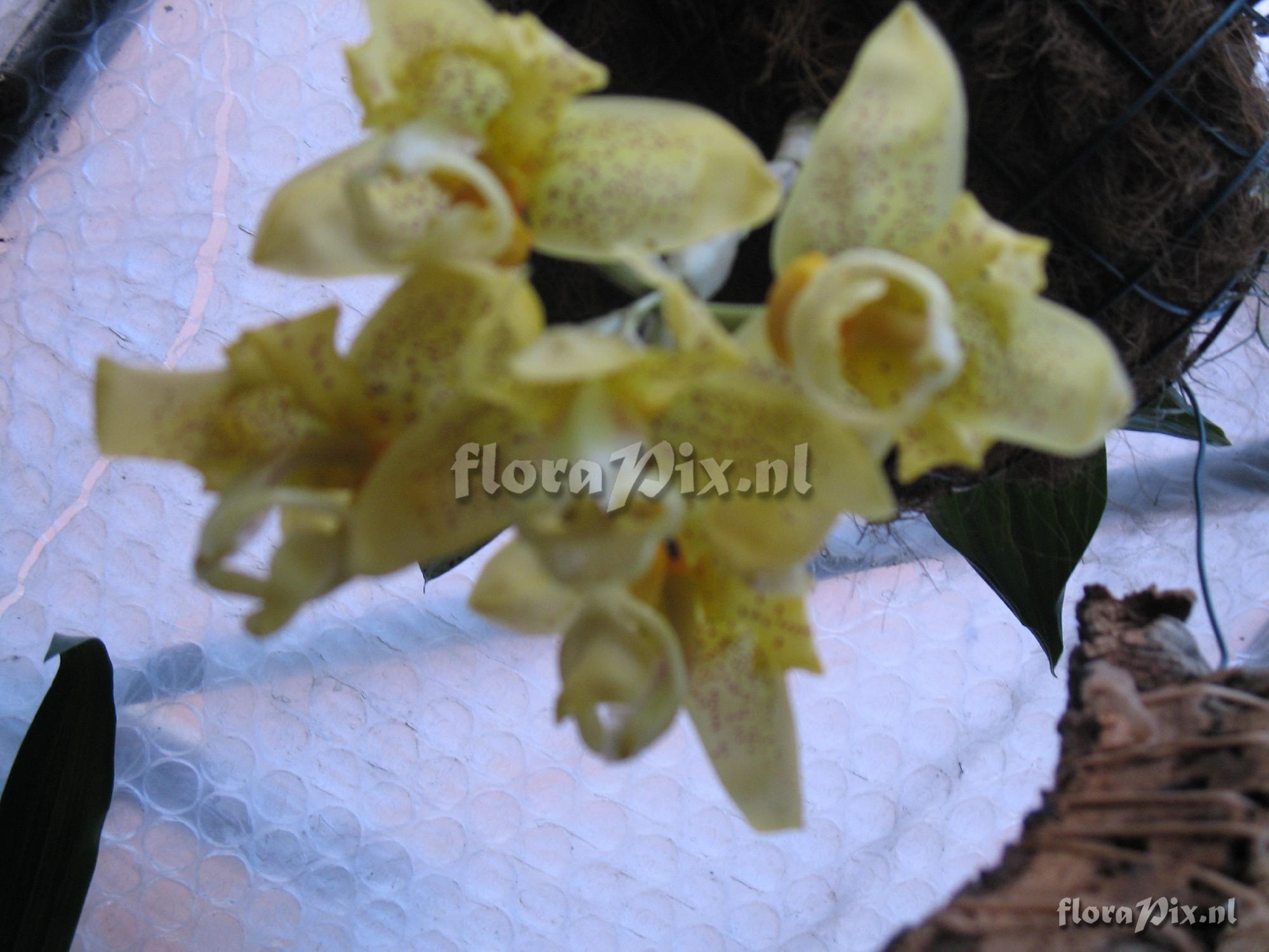 Stanhopea greerii