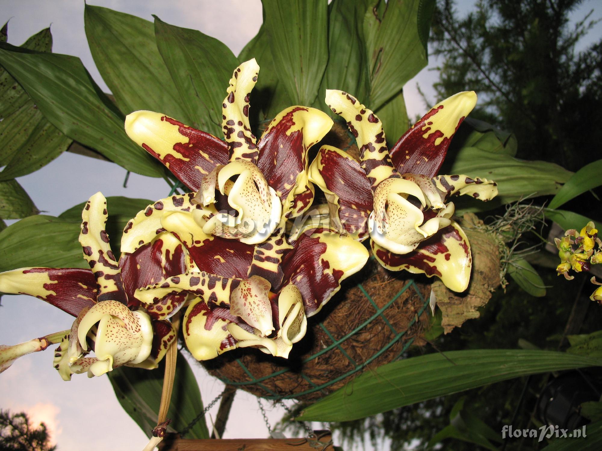 Stanhopea nigriviolacae