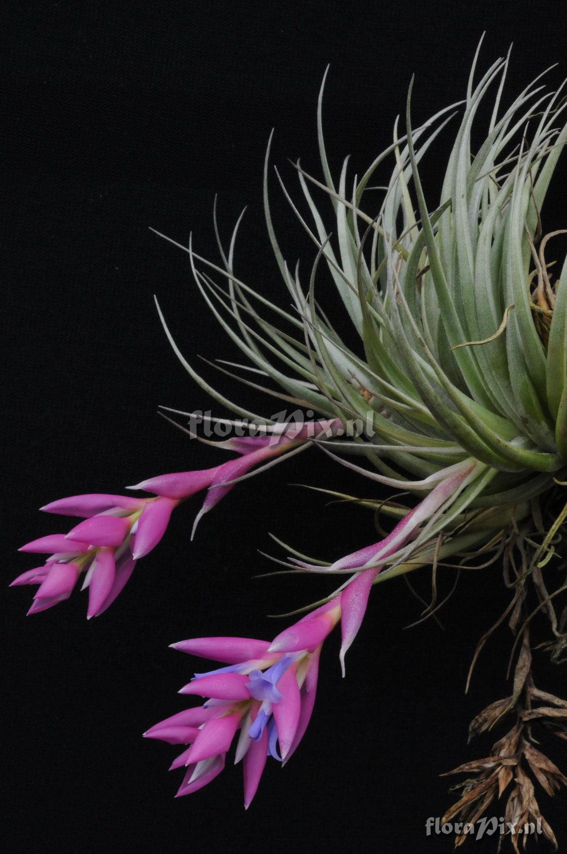 Tillandsia carminea